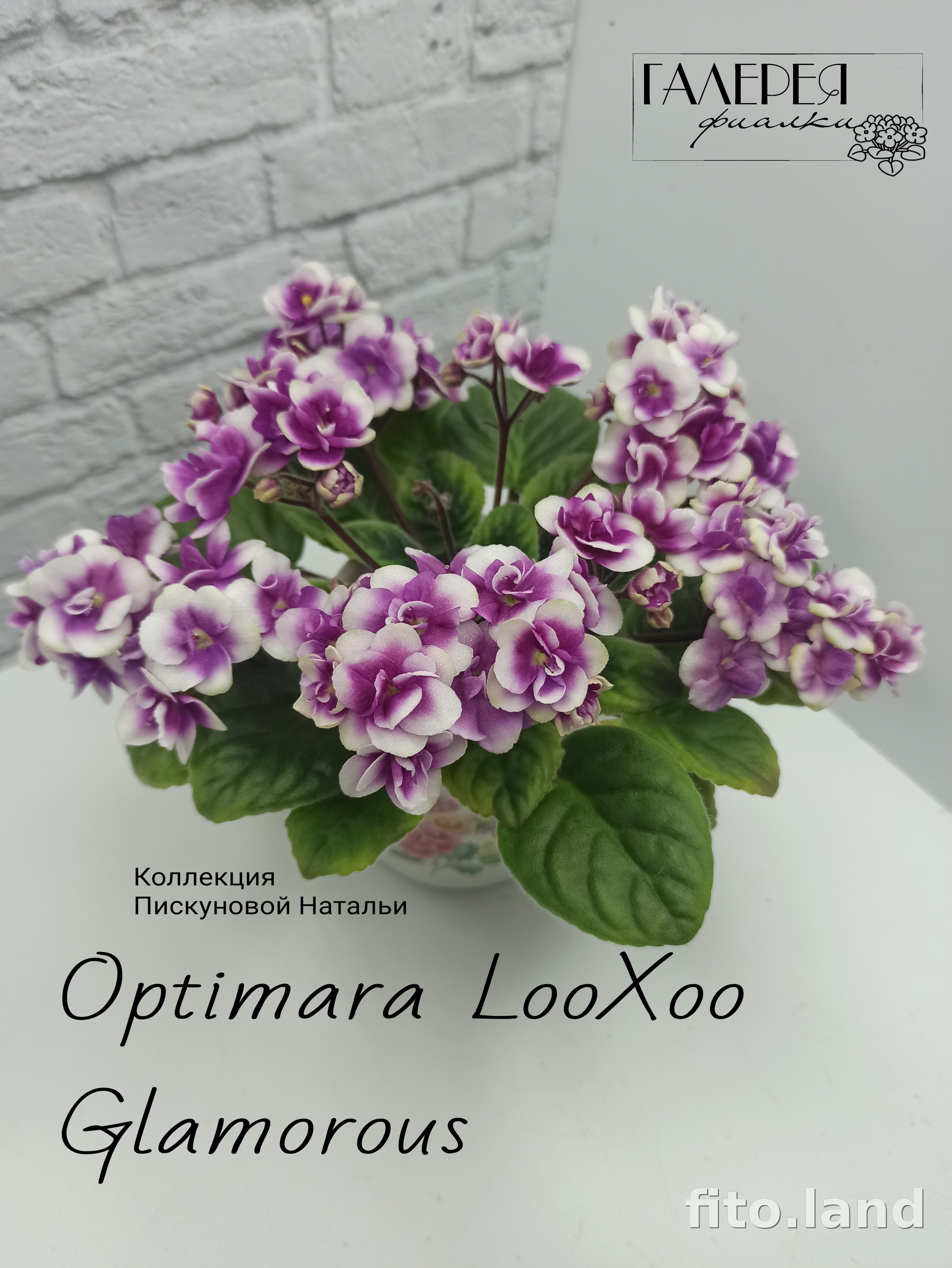Фиалка Optimara LooXoo Glamorous, фото
