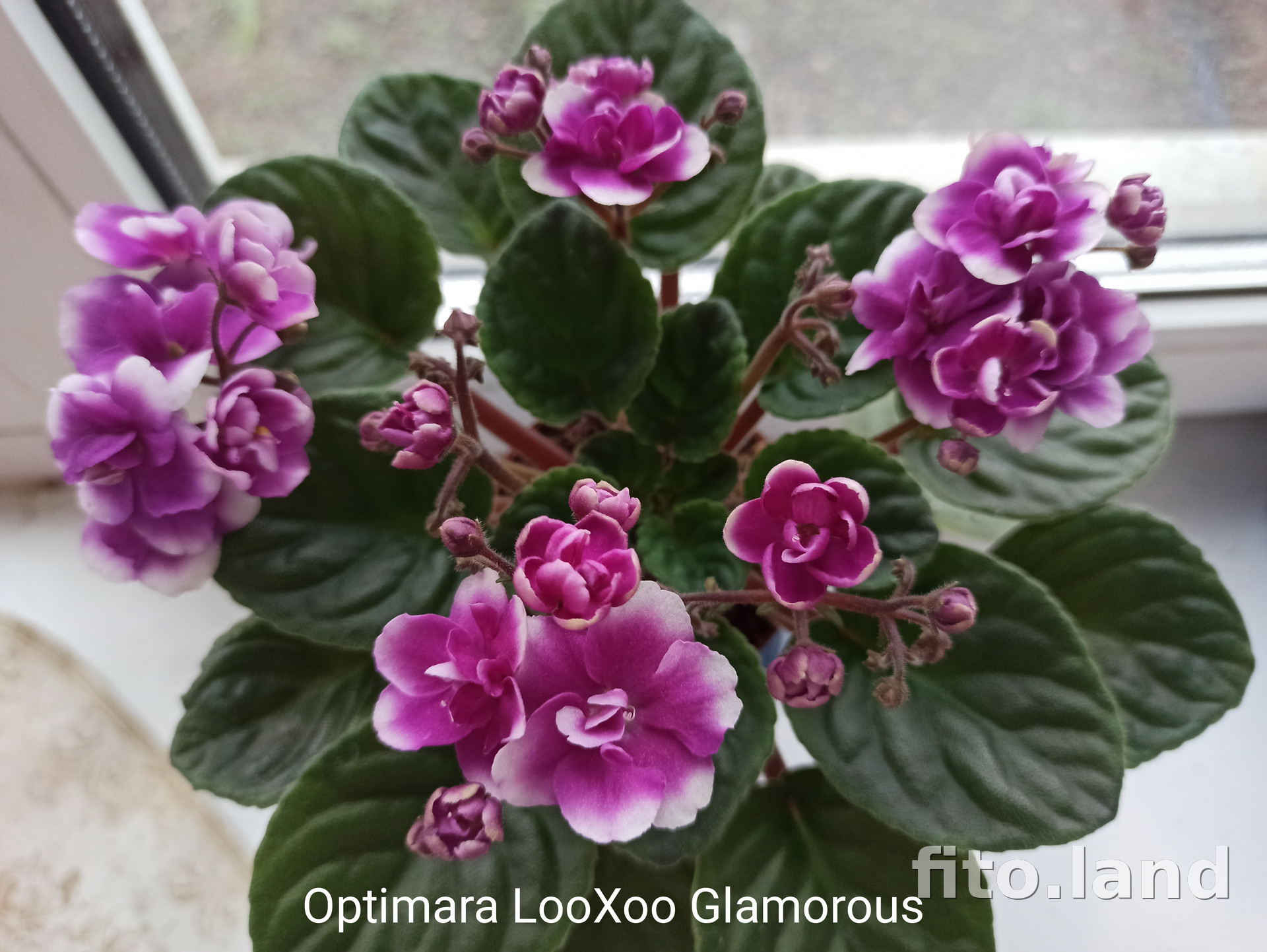 Фиалка Optimara LooXoo Glamorous, фото