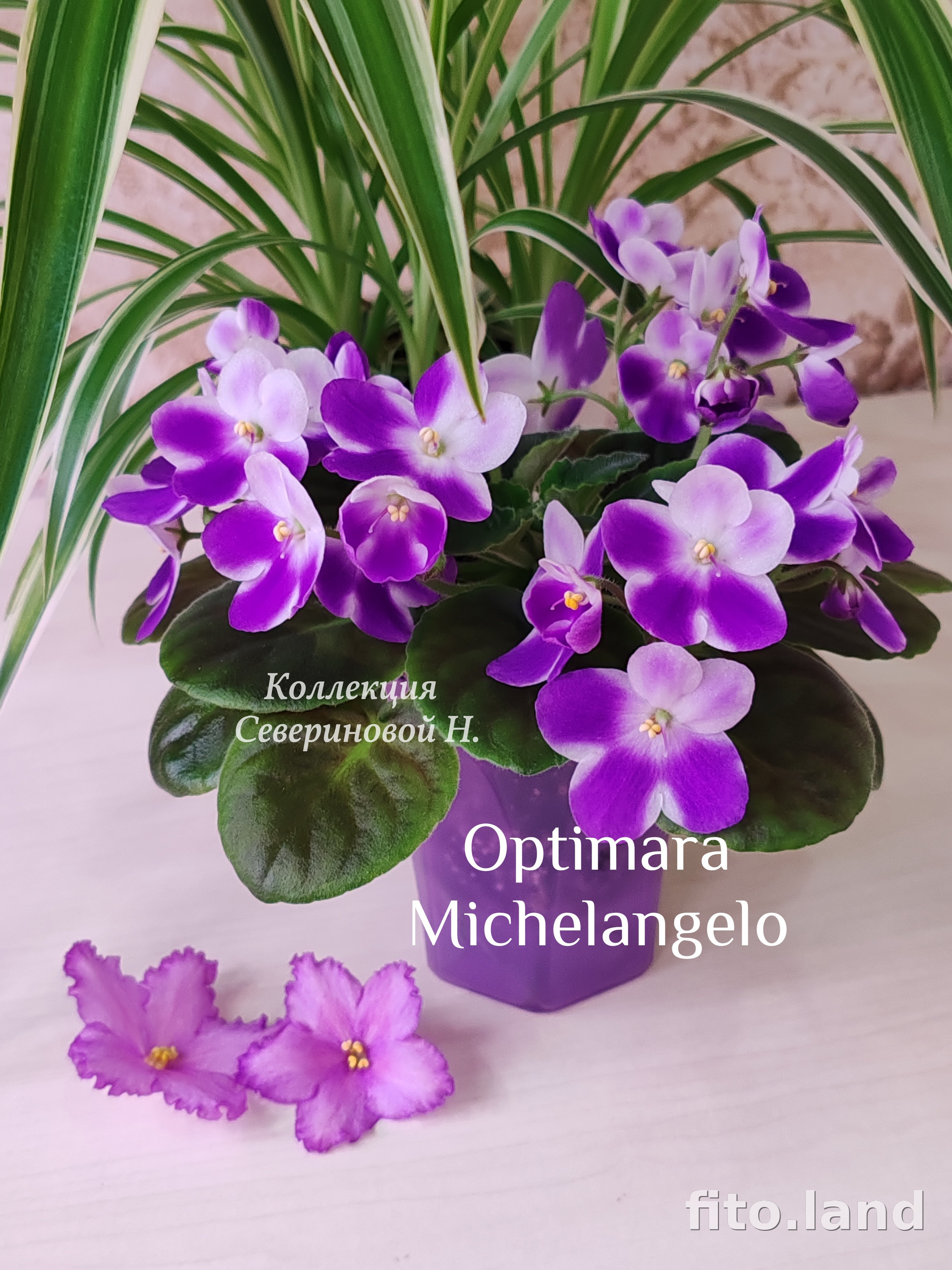 Фиалка Optimara Michelangelo, фото
