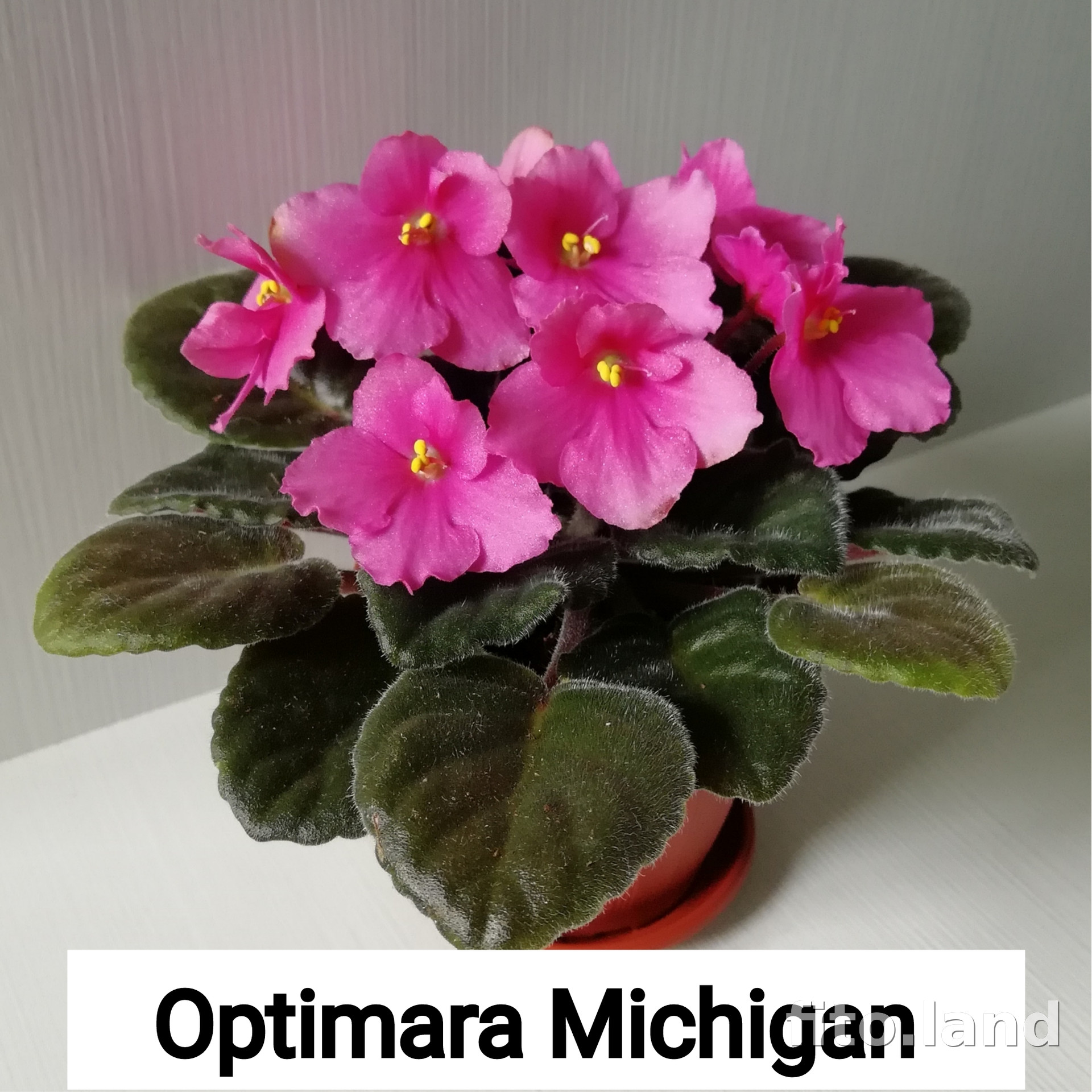 Фиалка Optimara Michigan, фото