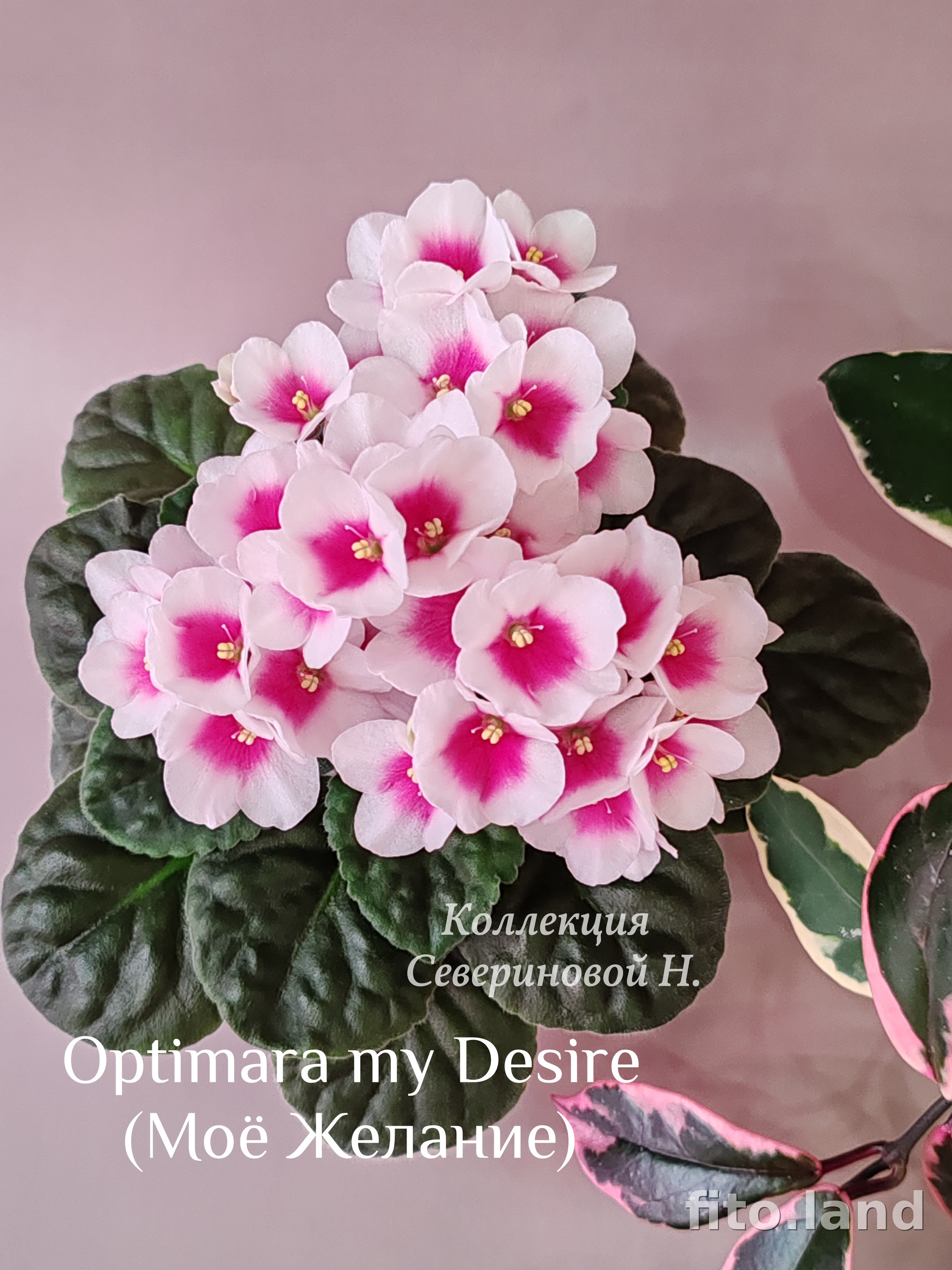 Фиалка Optimara myDesire, фото