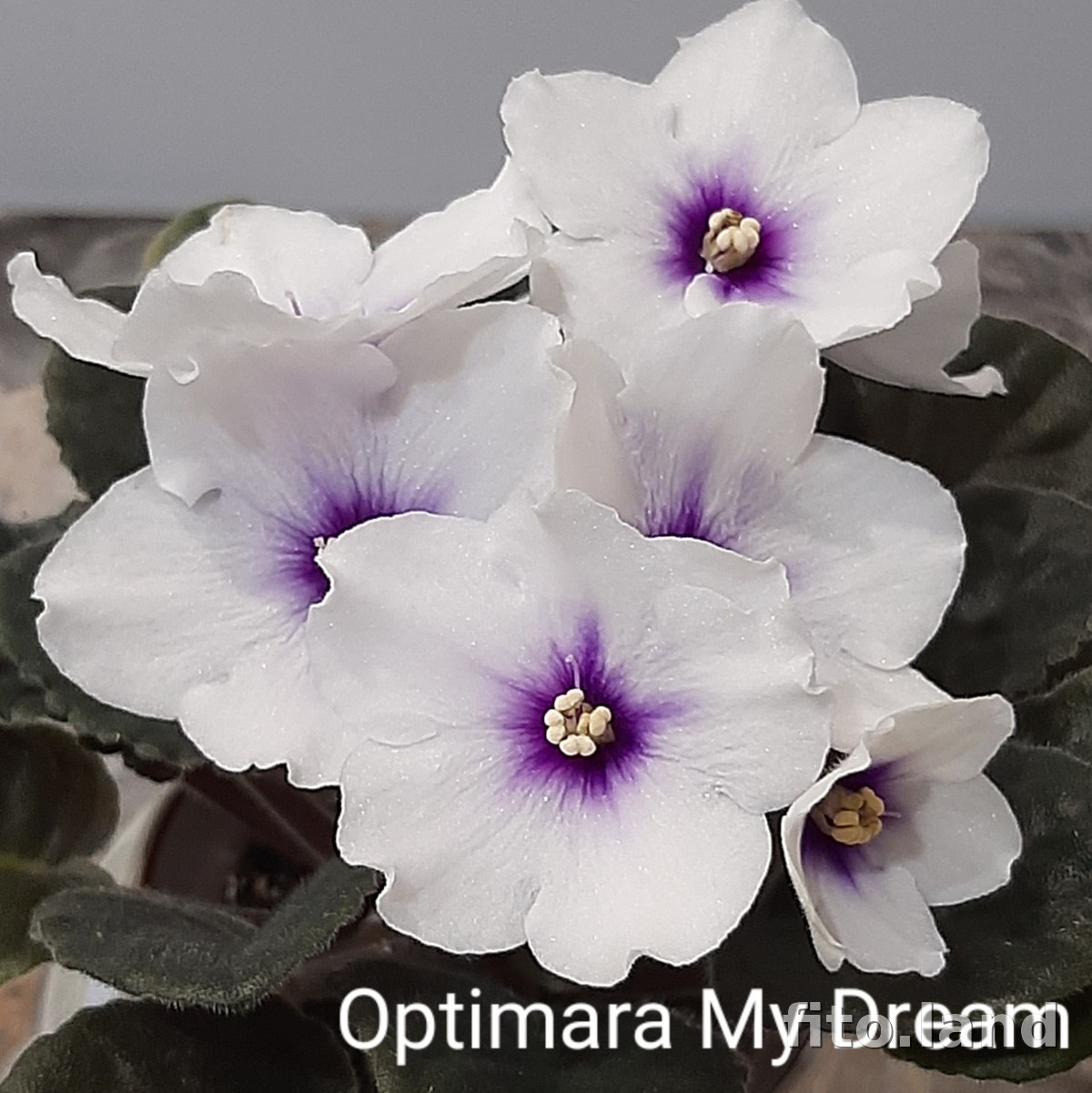 Фиалка Optimara myDream, фото