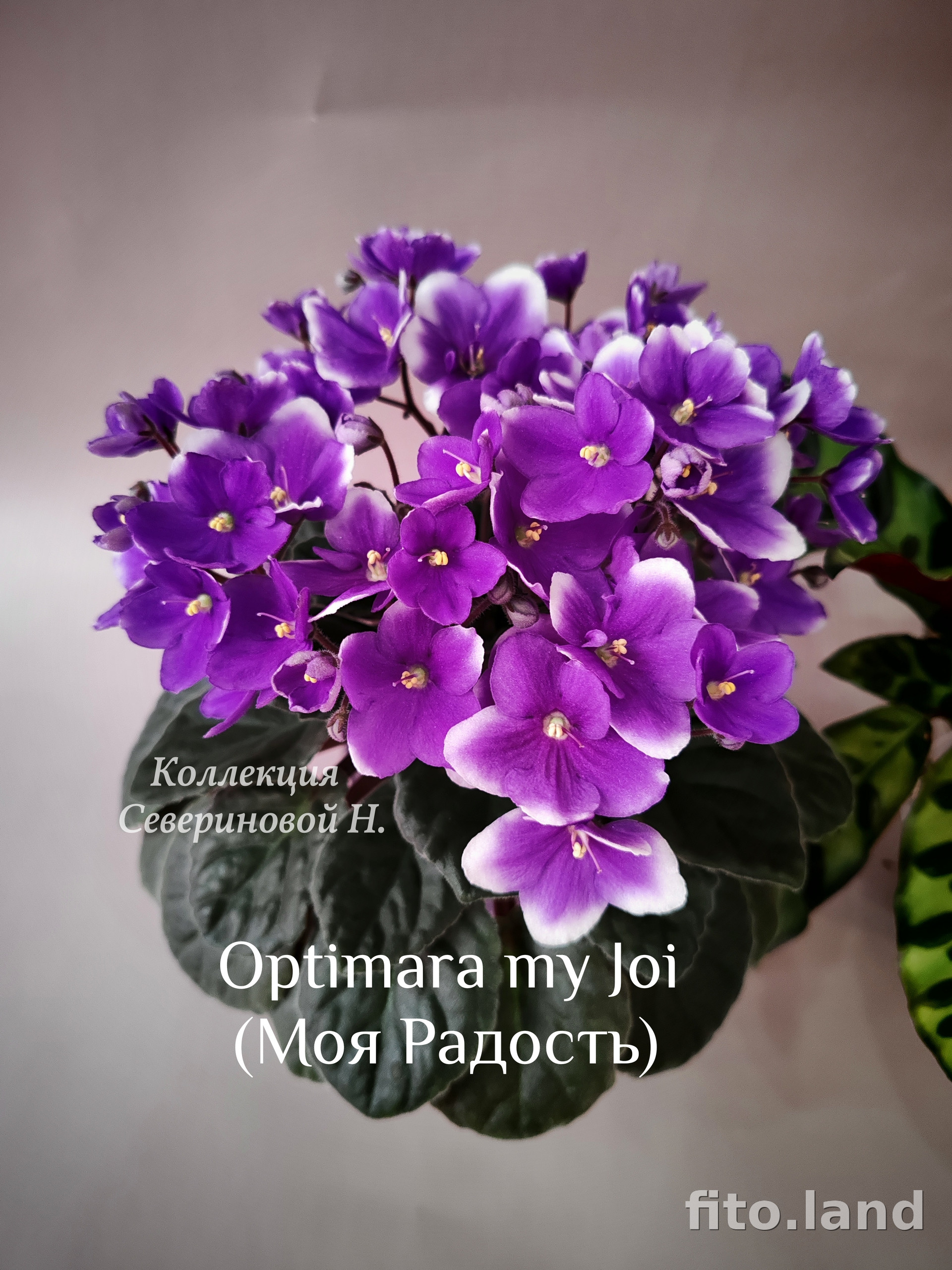 Фиалка Optimara myJoy, фото