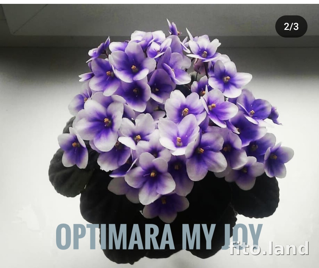Фиалка Optimara myJoy, фото
