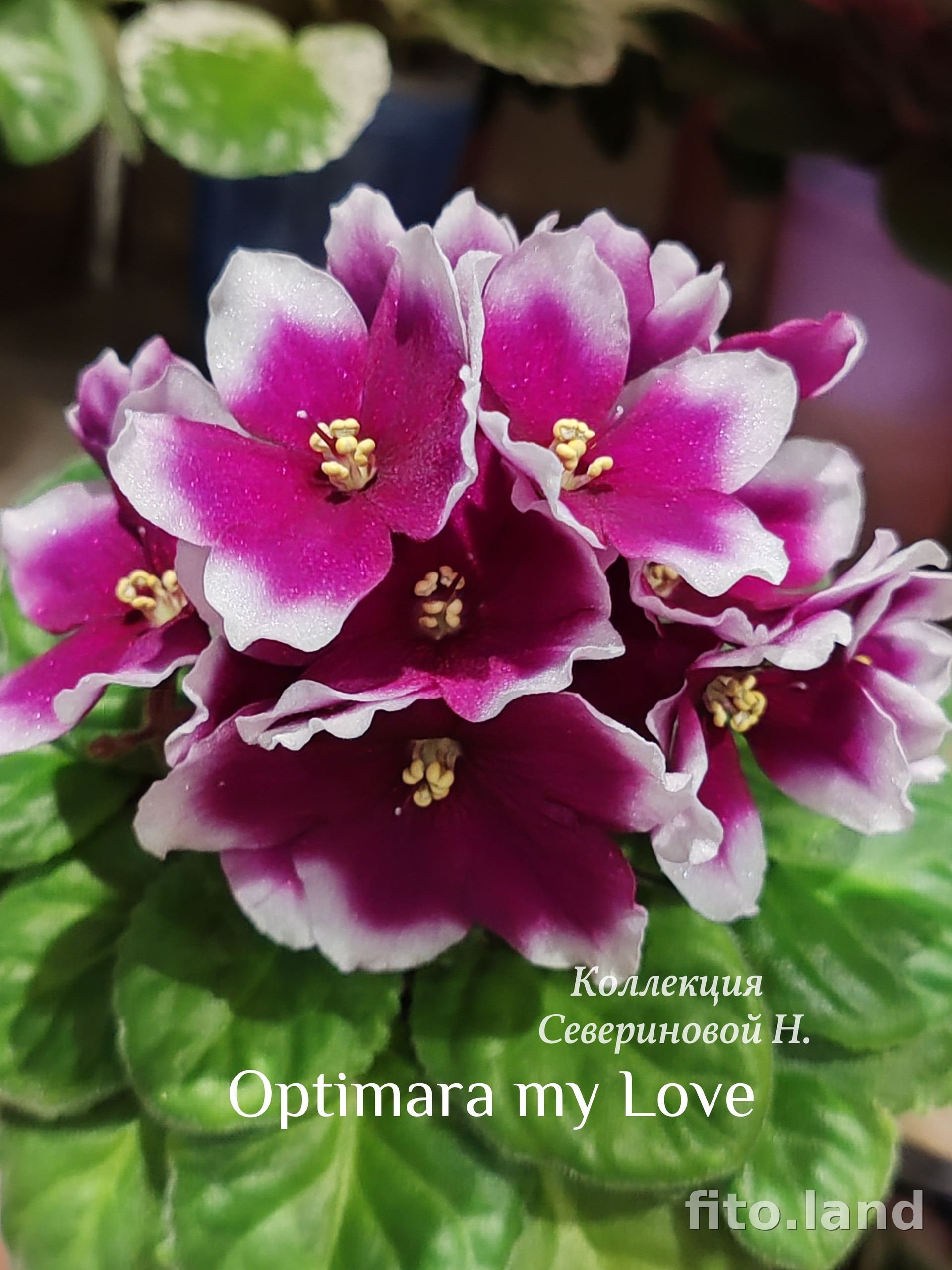 Фиалка Optimara myLove, фото