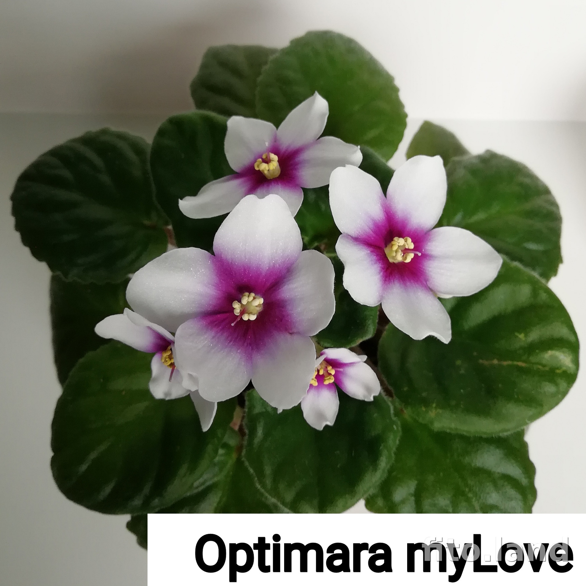 Фиалка Optimara myLove, фото