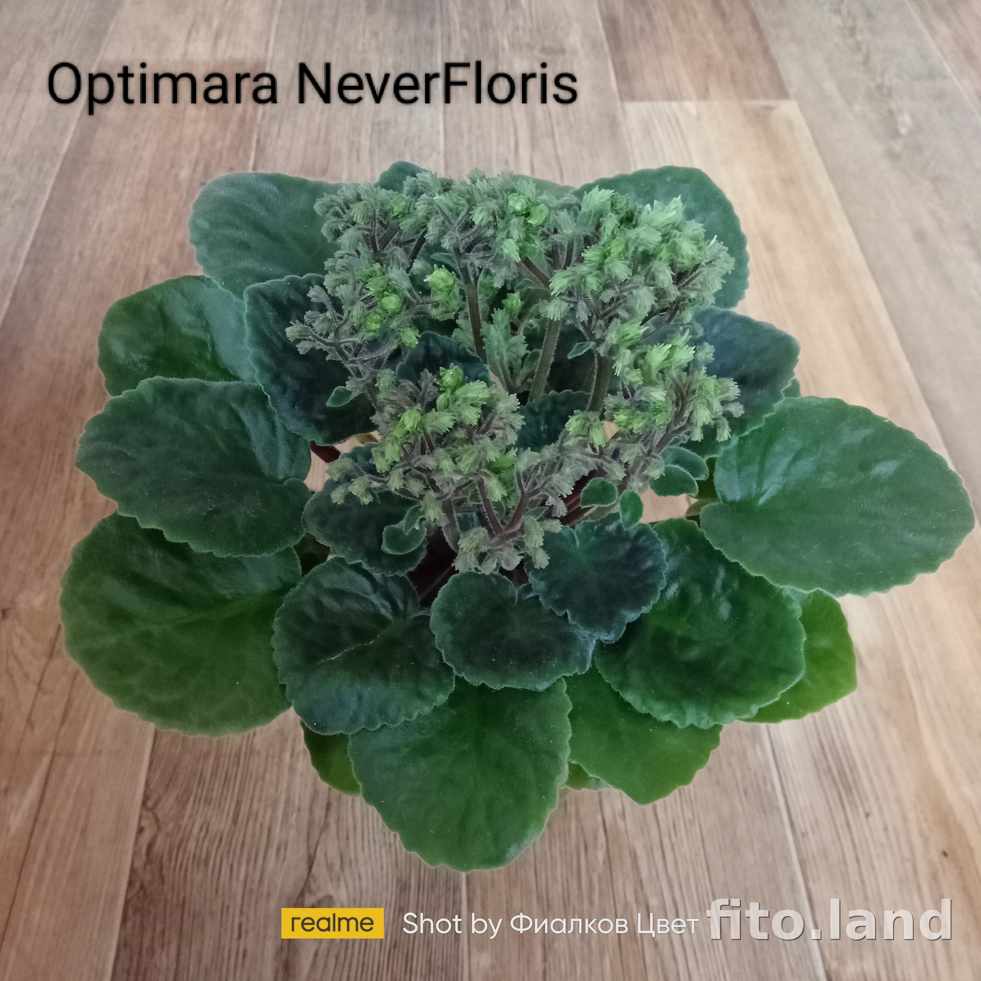 Фиалка Optimara NeverFloris, фото