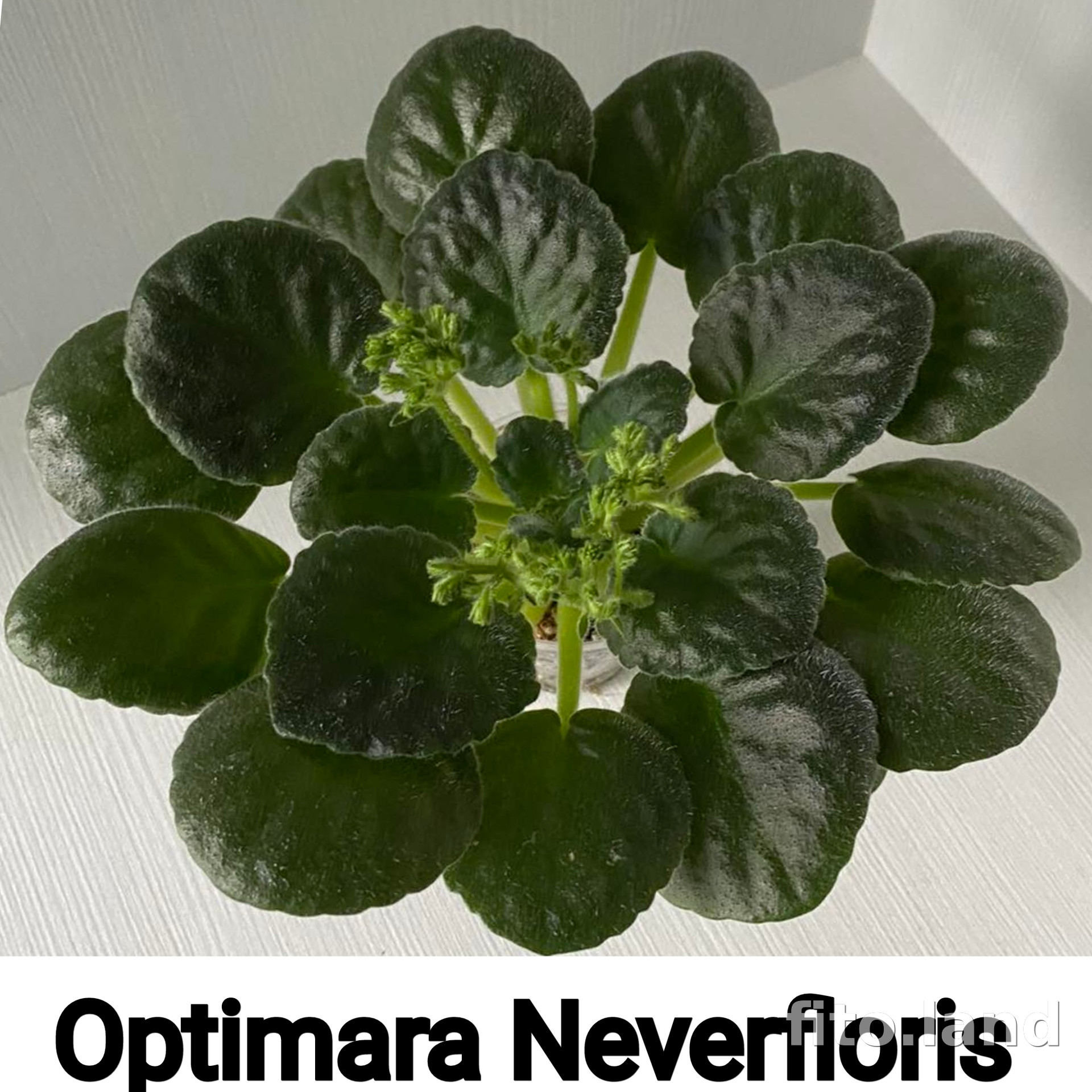 Фиалка Optimara NeverFloris, фото