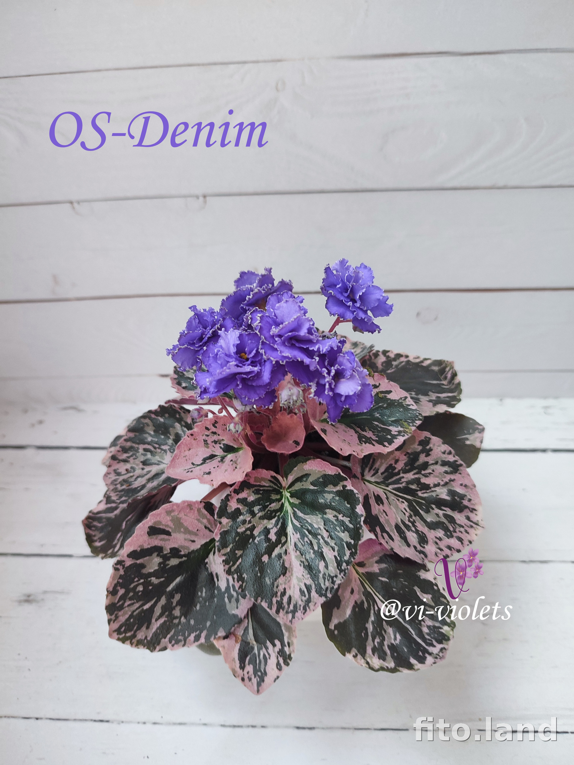 Фиалка OS-Denim, фото