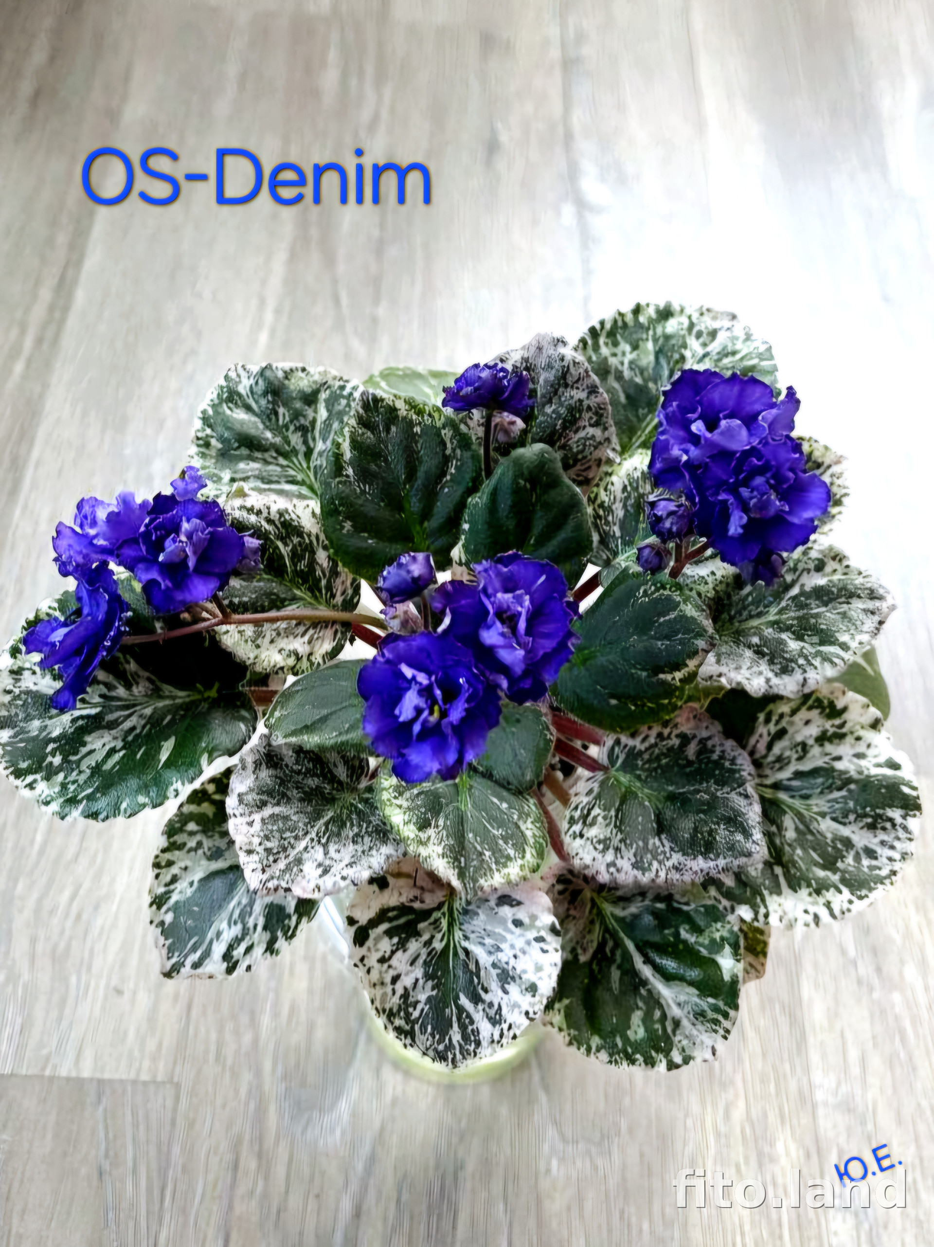 Фиалка OS-Denim, фото