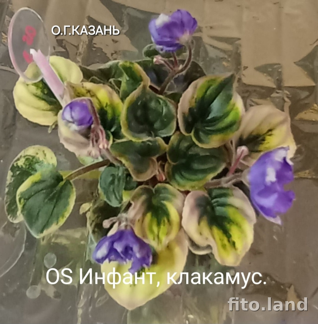 Фиалка OS-Инфант, фото