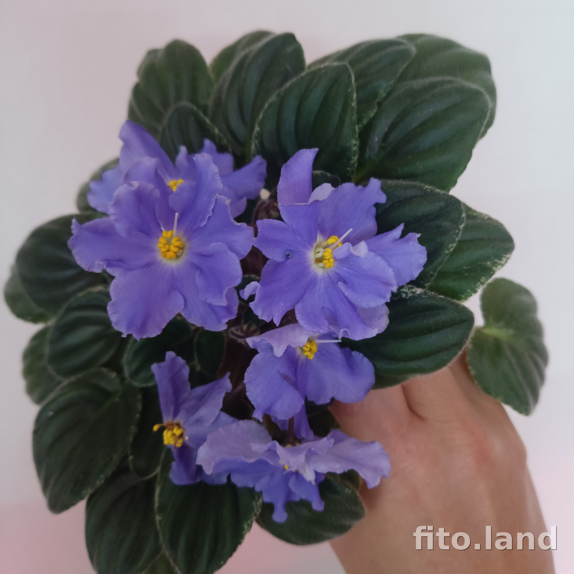 Фиалка OS-Шалимар, фото