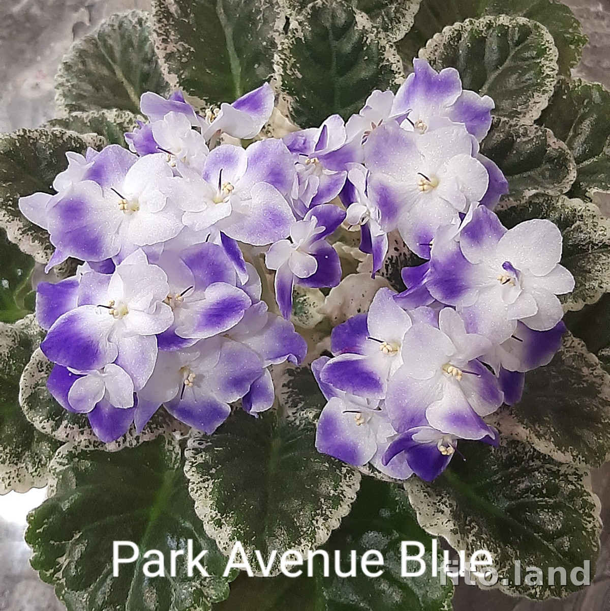 Фиалка Park Avenue Blue, фото