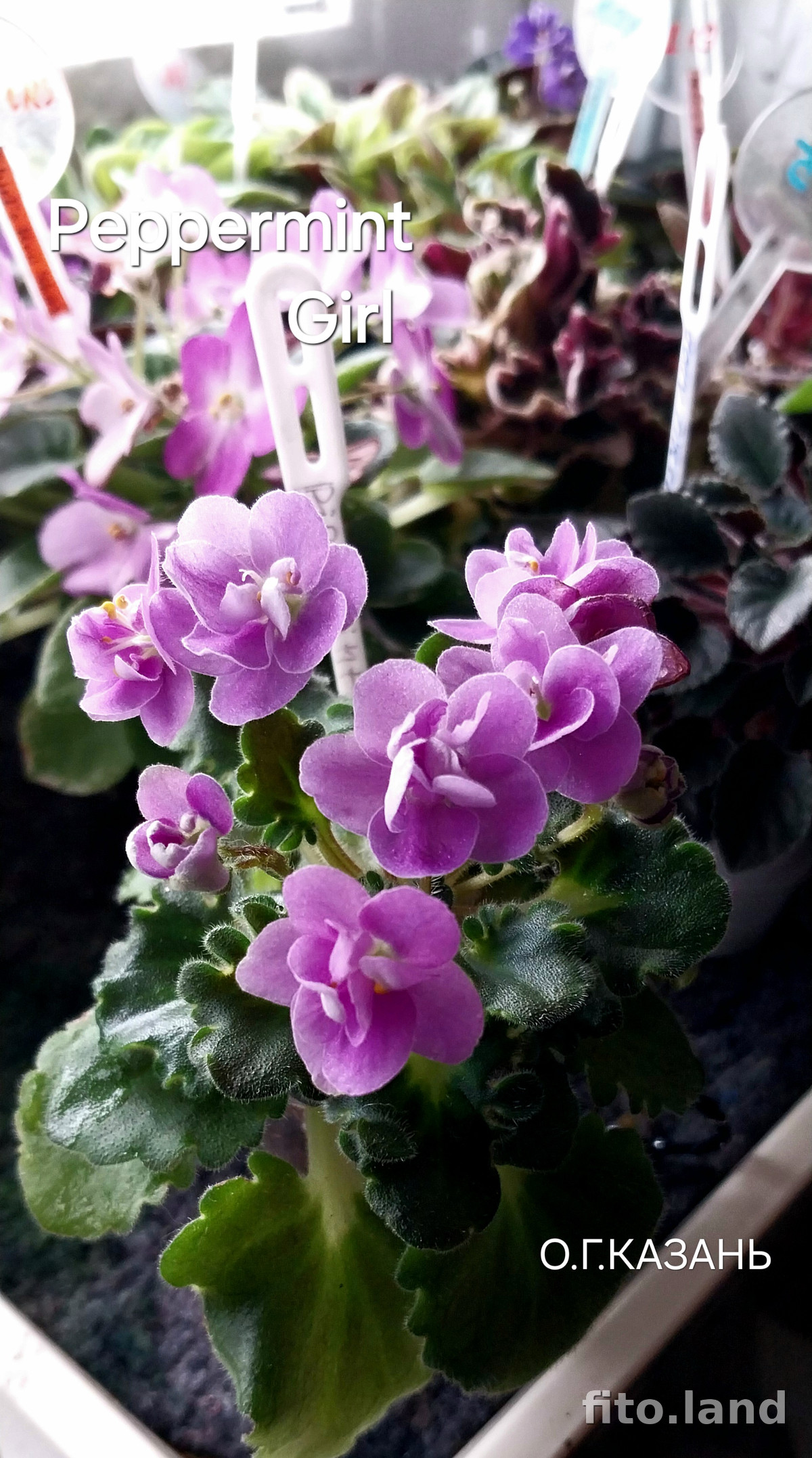 Фиалка Peppermint Girl, фото