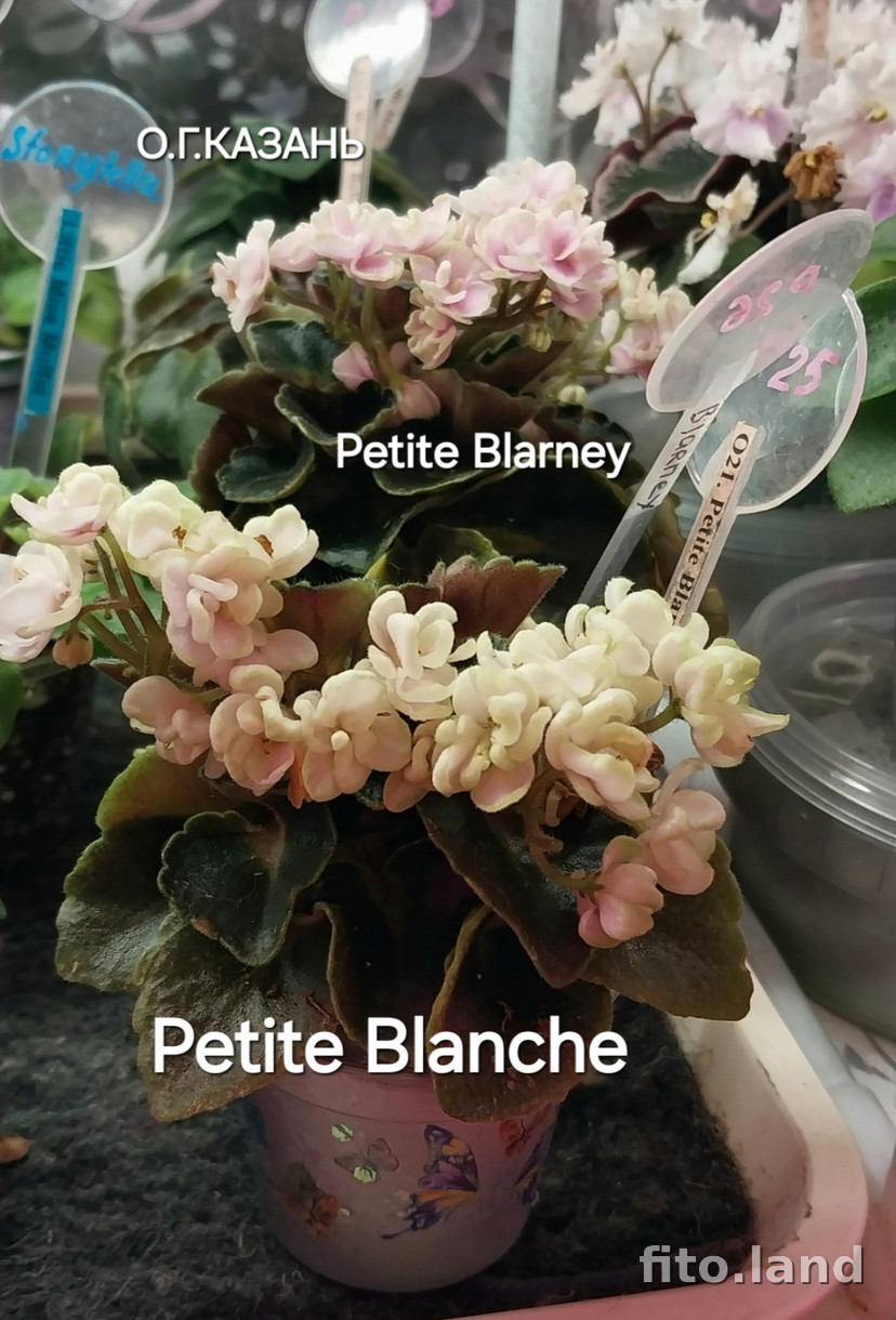 Фиалка Petite Blanche, фото