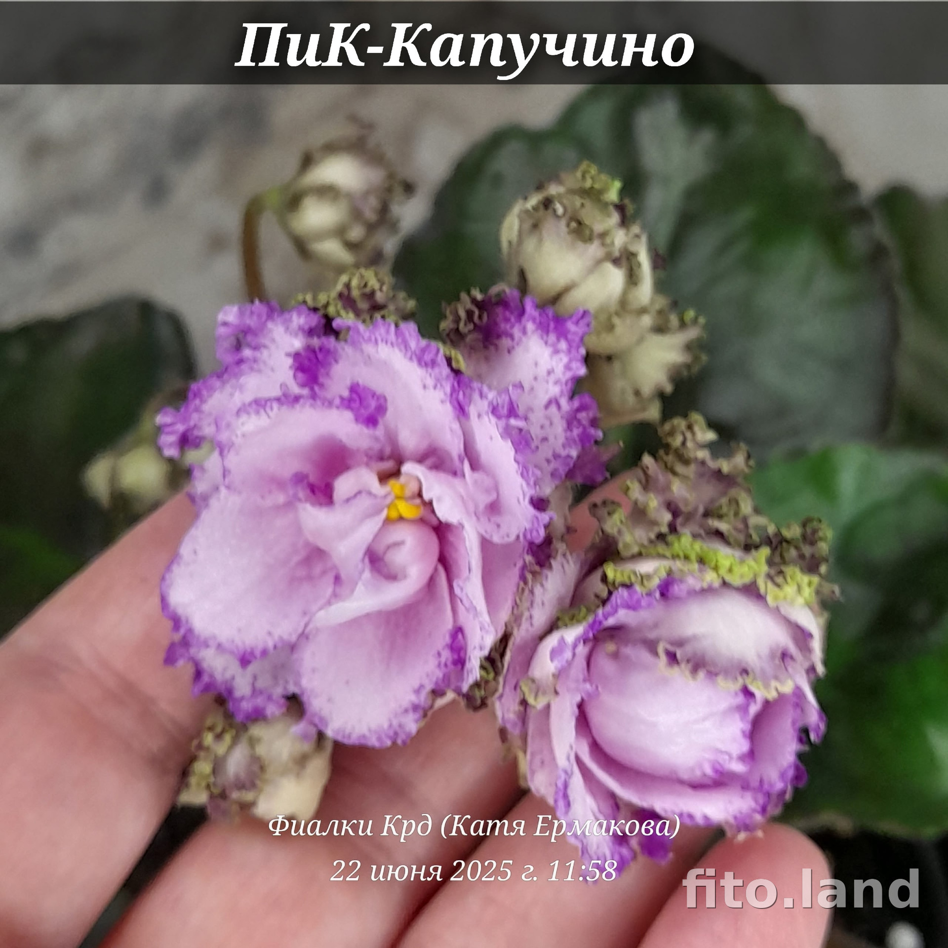 Фиалка ПиК-Капучино, фото