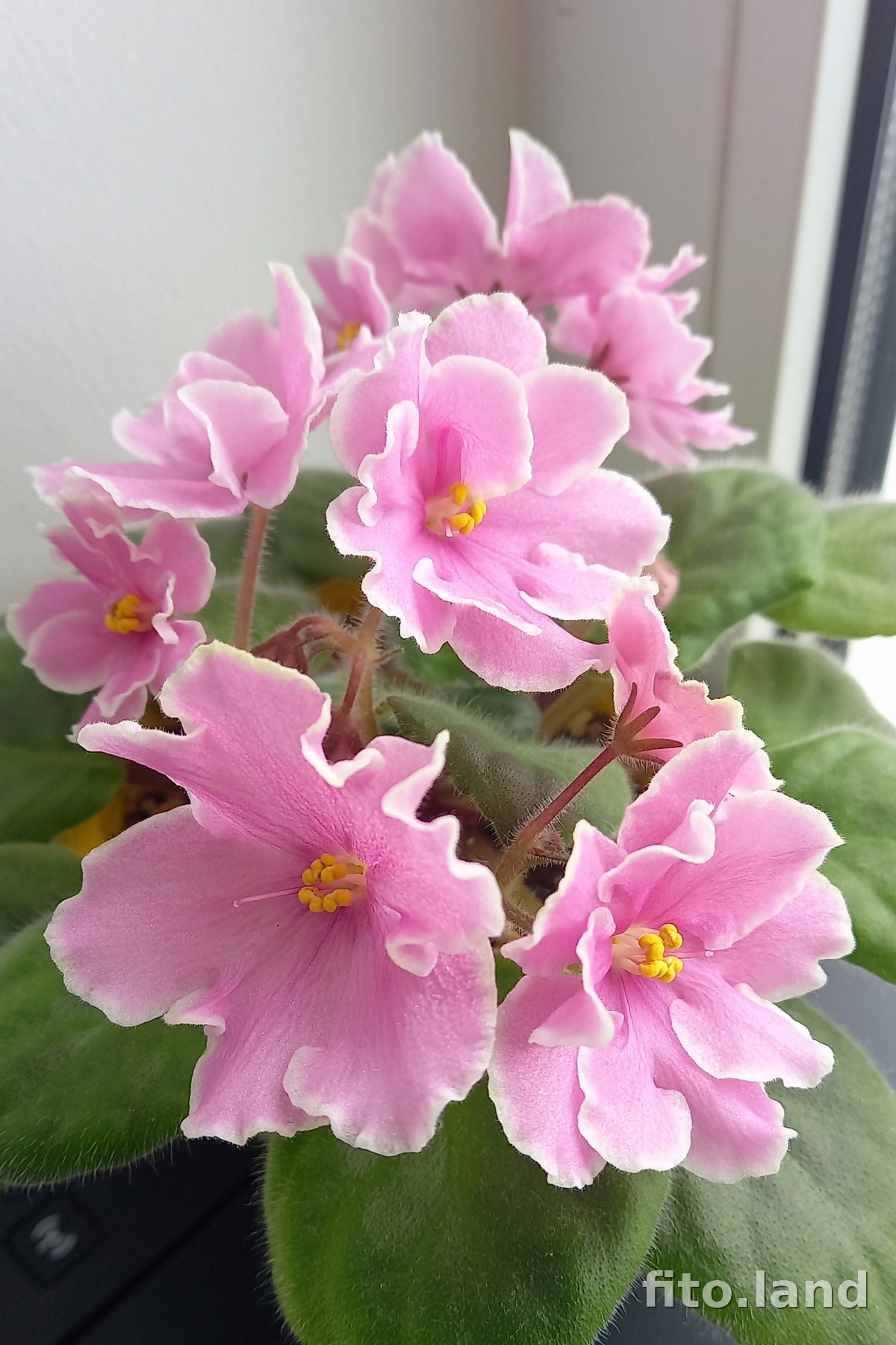 Фиалка Pink Amiss, фото