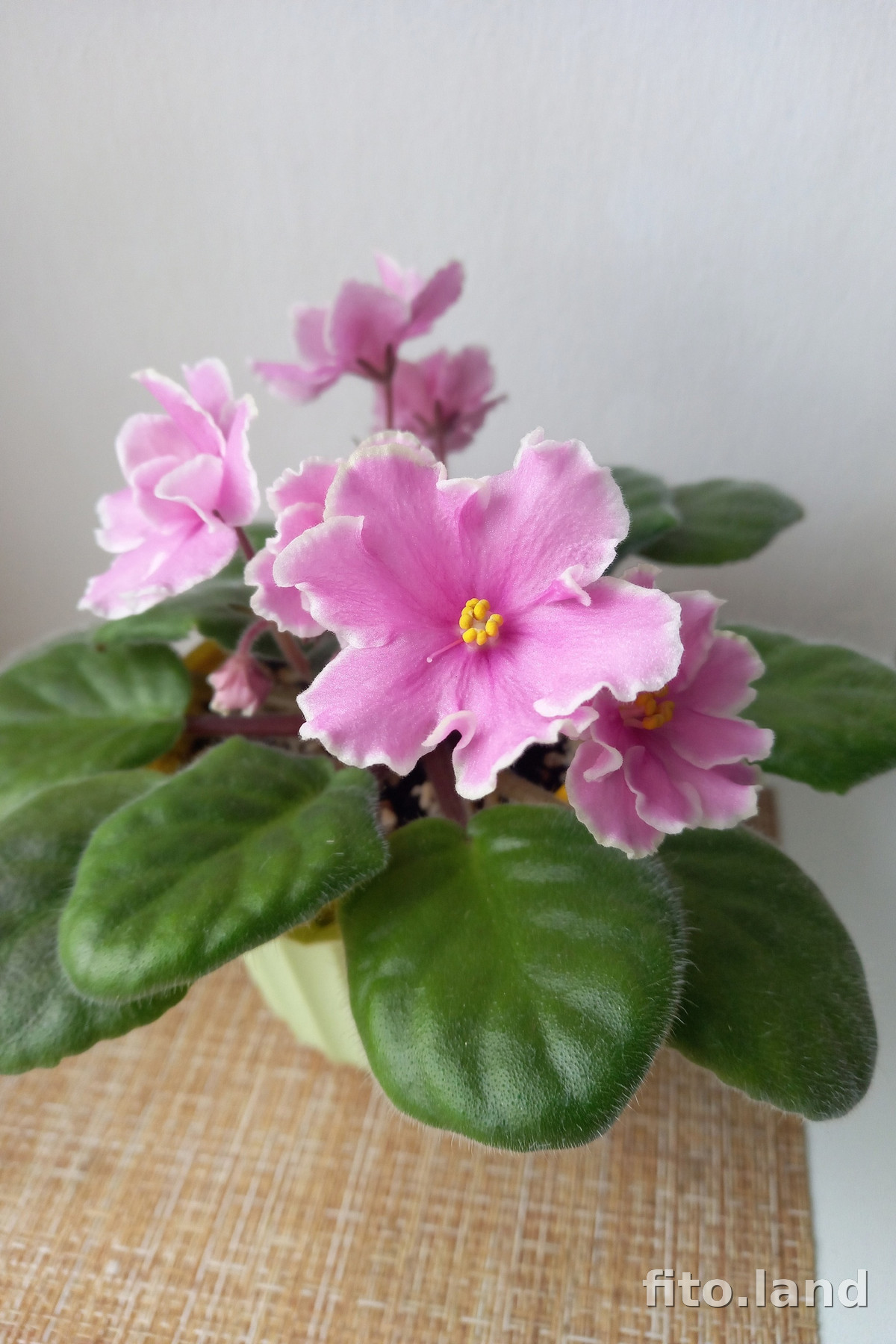 Фиалка Pink Amiss, фото