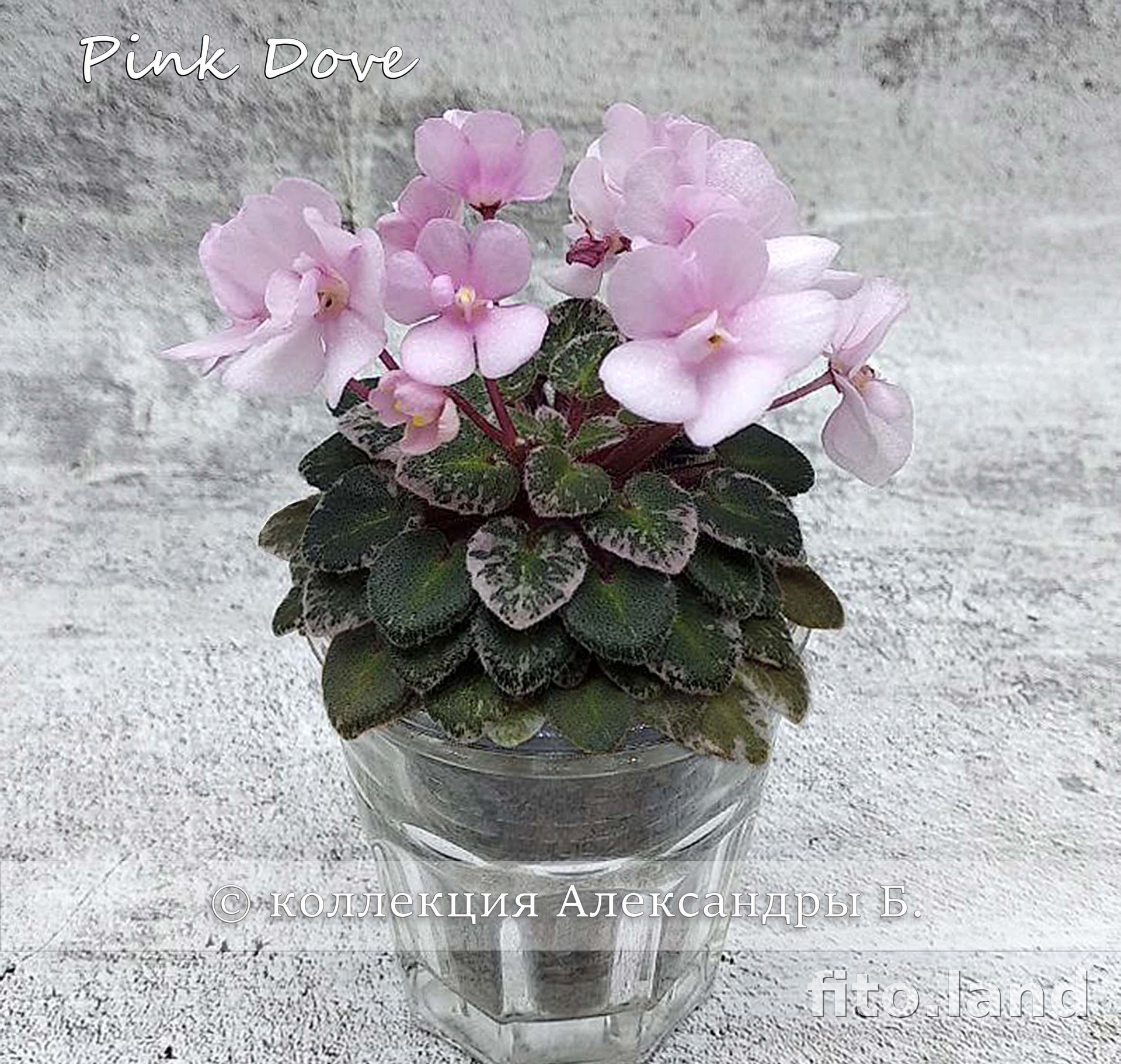 Фиалка Pink Dove, фото