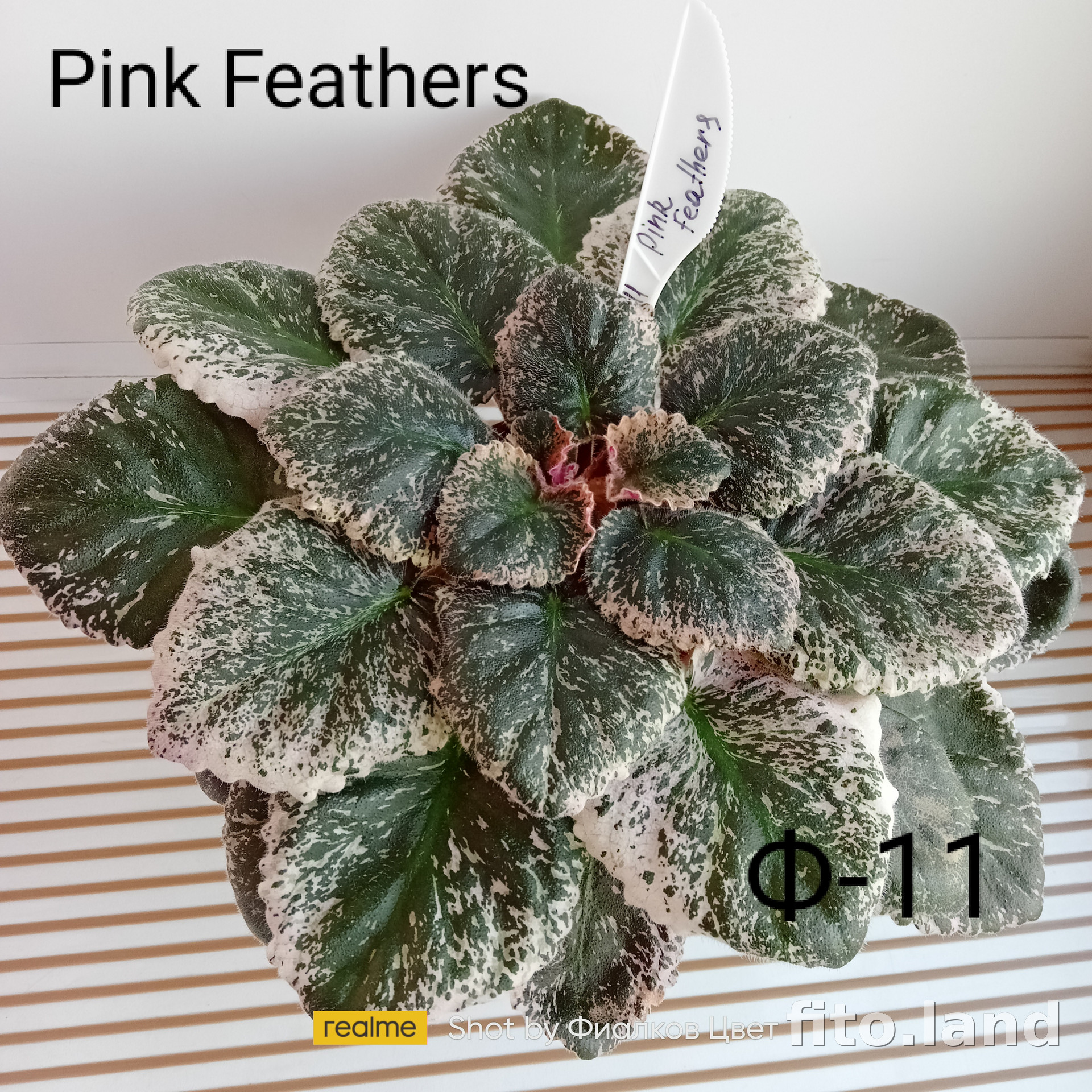 Фиалка Pink Feathers, фото