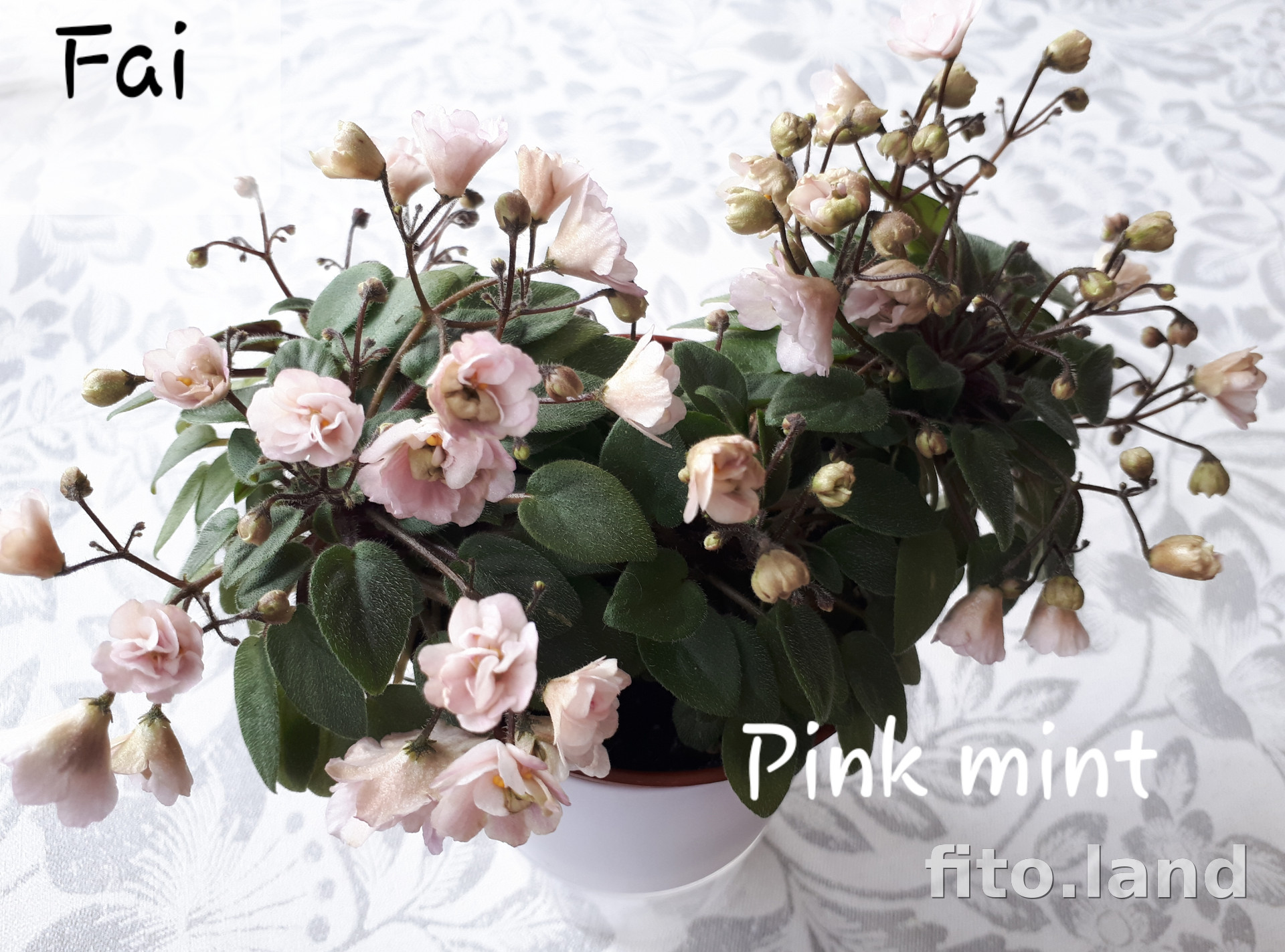 Фиалка Pink Mint, фото