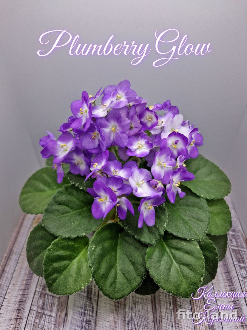 Фиалка Plumberry Glow, фото