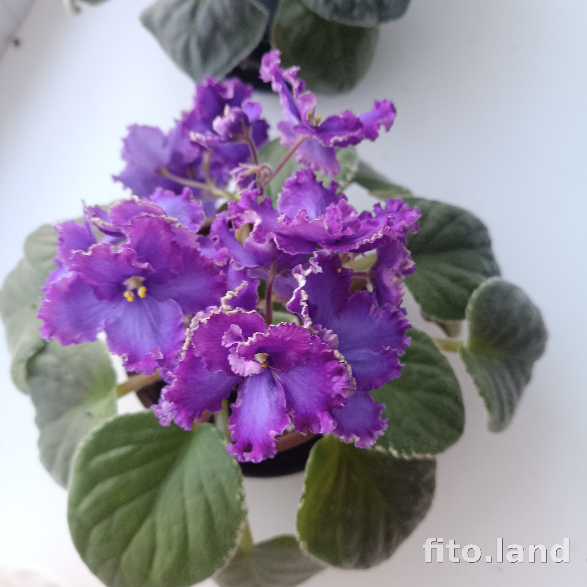 Фиалка Private Dancer, фото