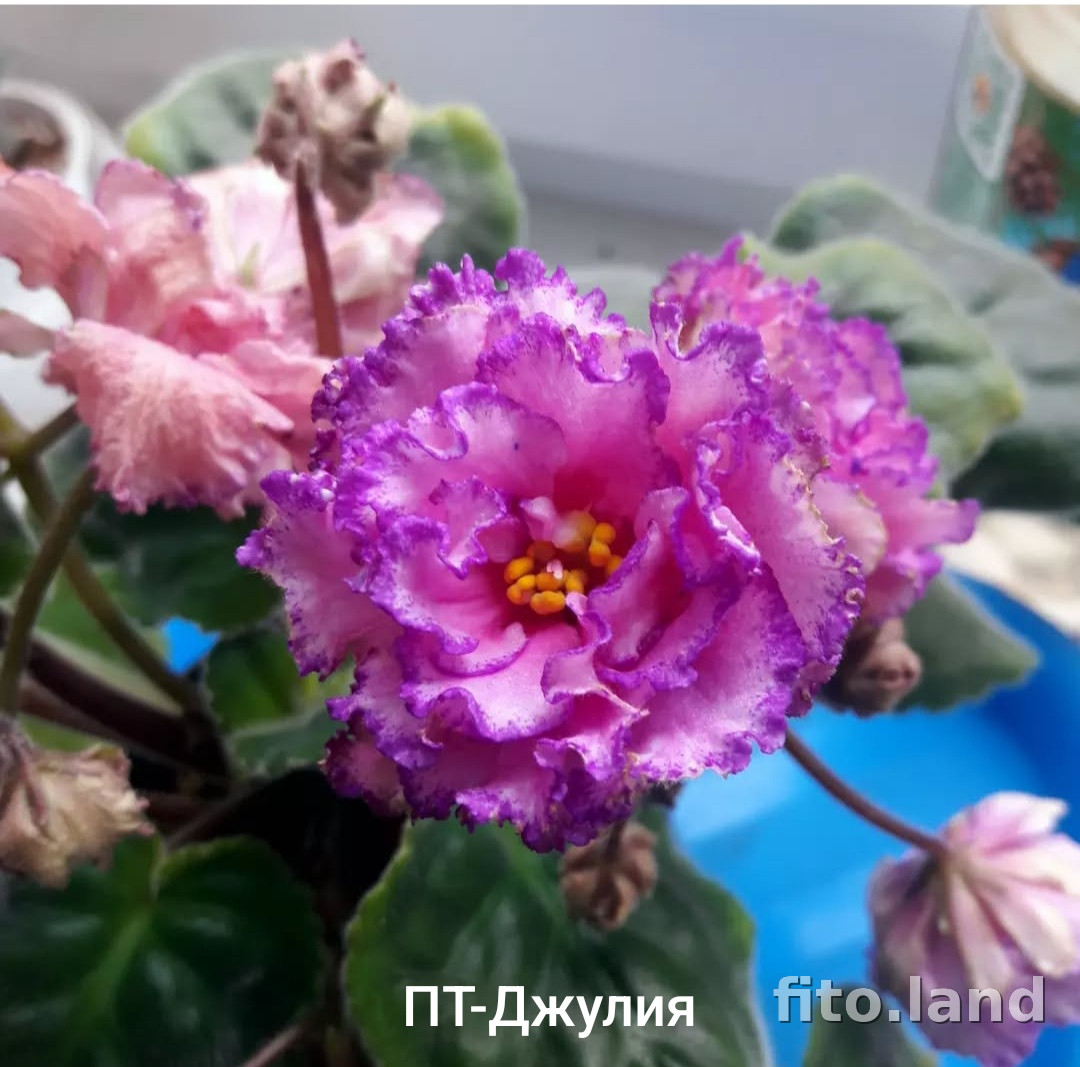 Фиалка ПТ-Джулия, фото