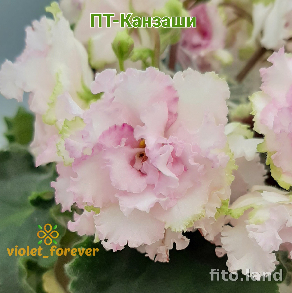 Violet ПТ-Канзаши, photo