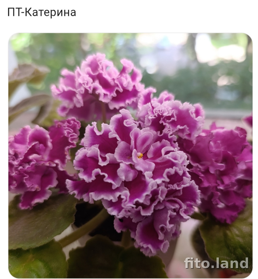 Фиалка ПТ-Катерина, фото