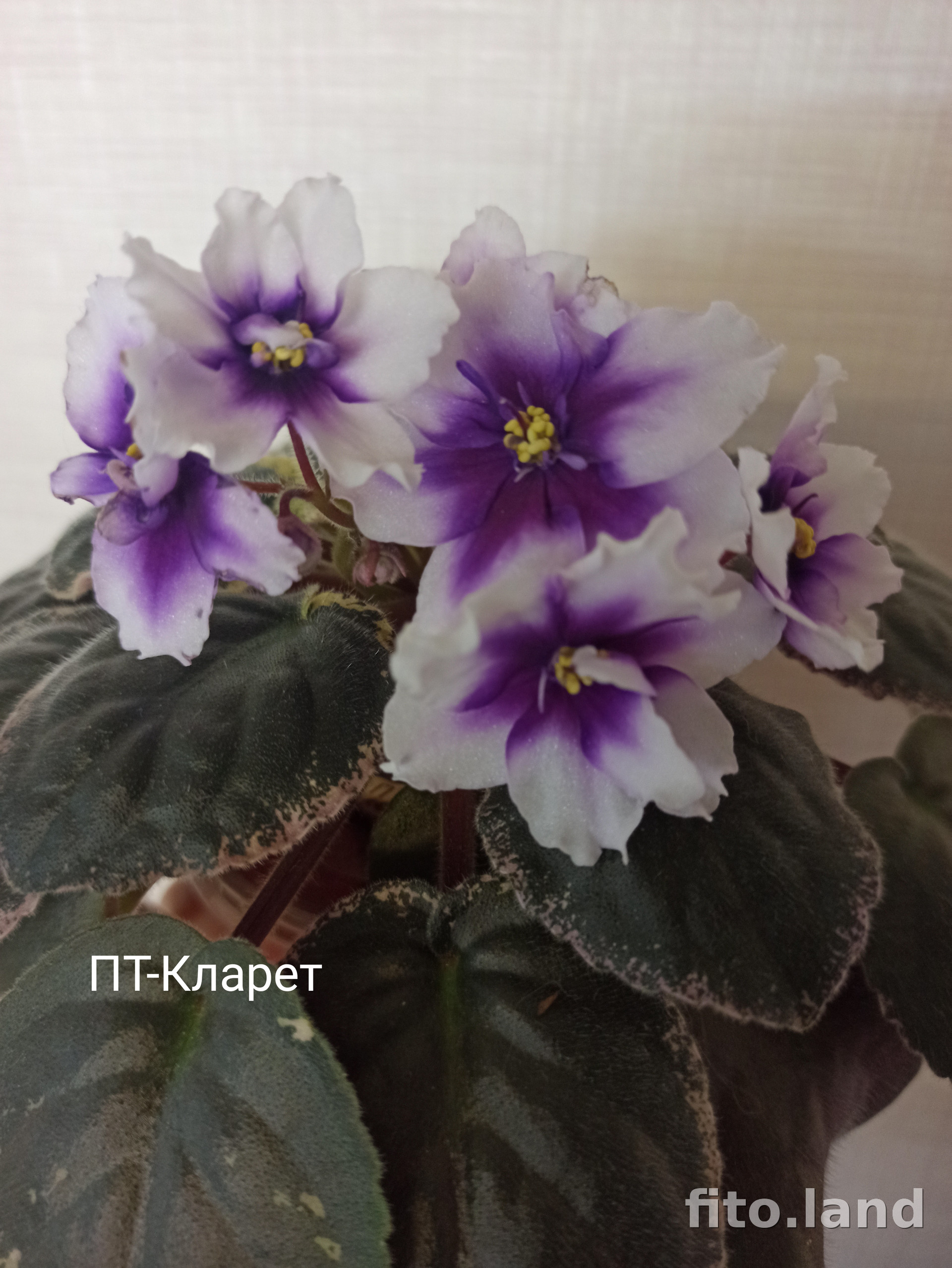 Фиалка ПТ-Кларет, фото