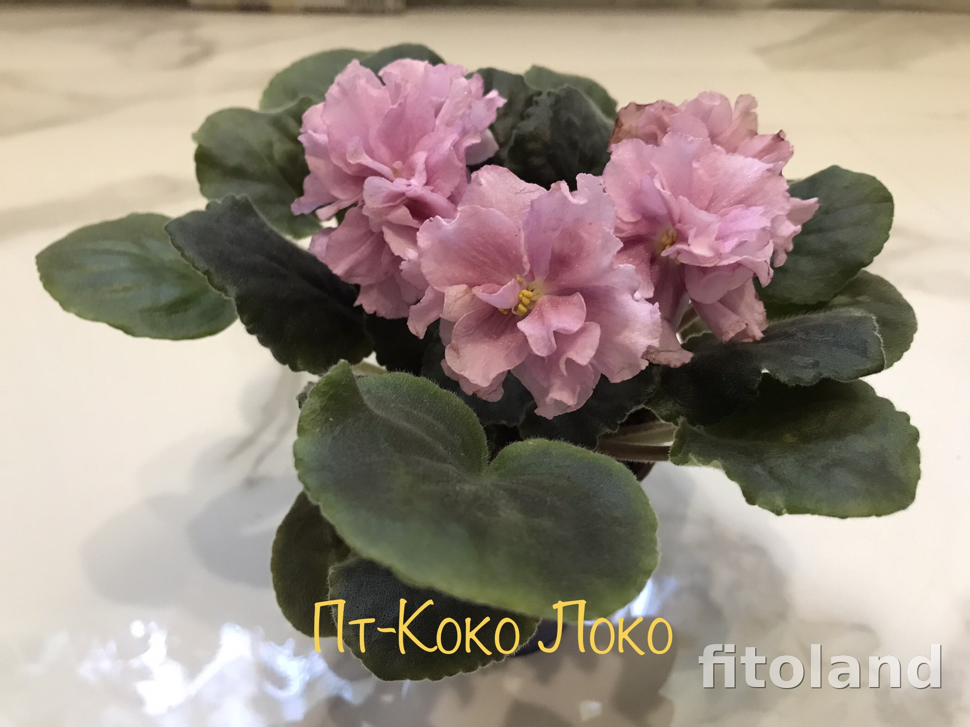 Violet ПТ-Коко Локо, photo