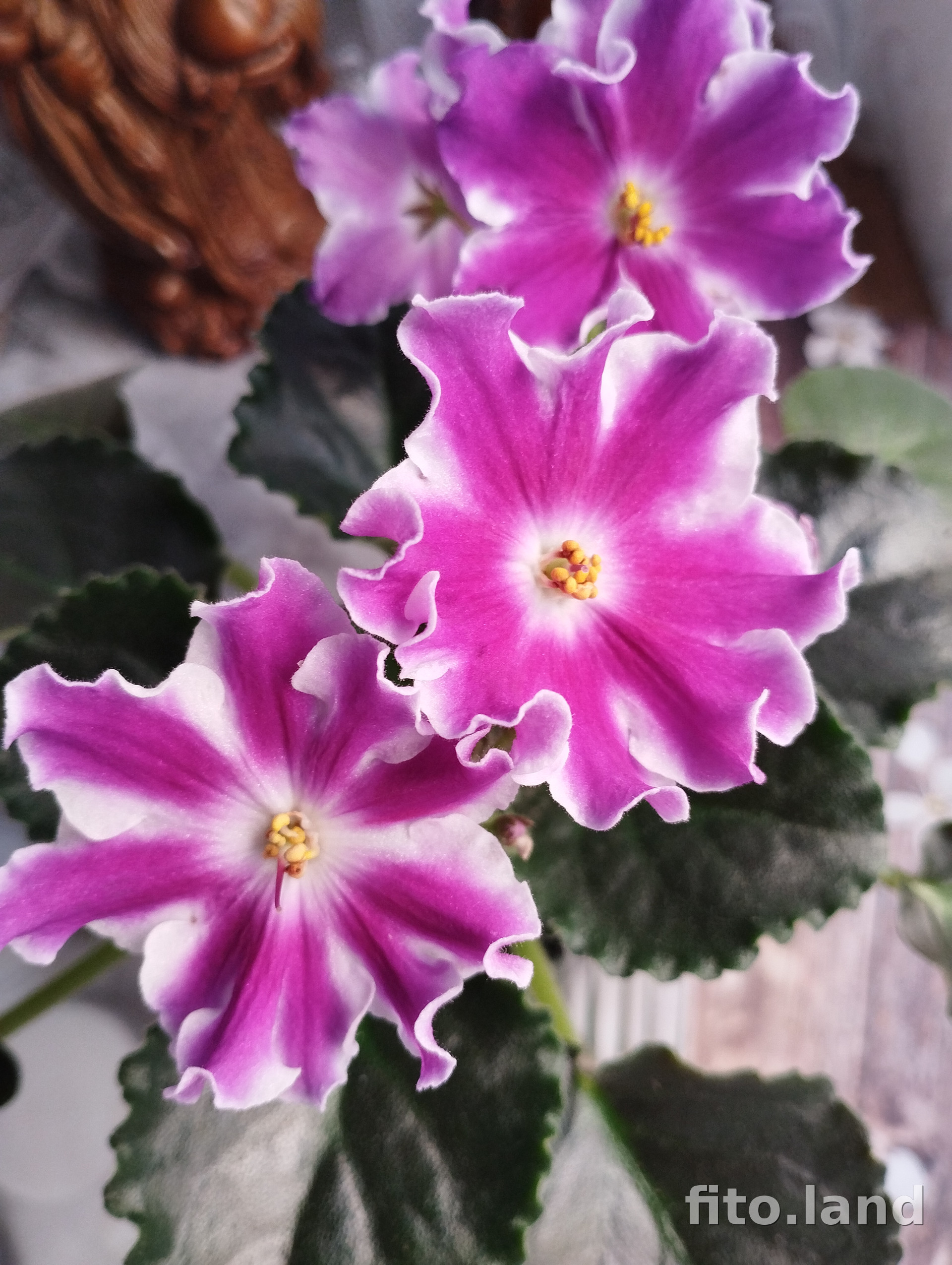 Фиалка ПТ-Куряночка, фото