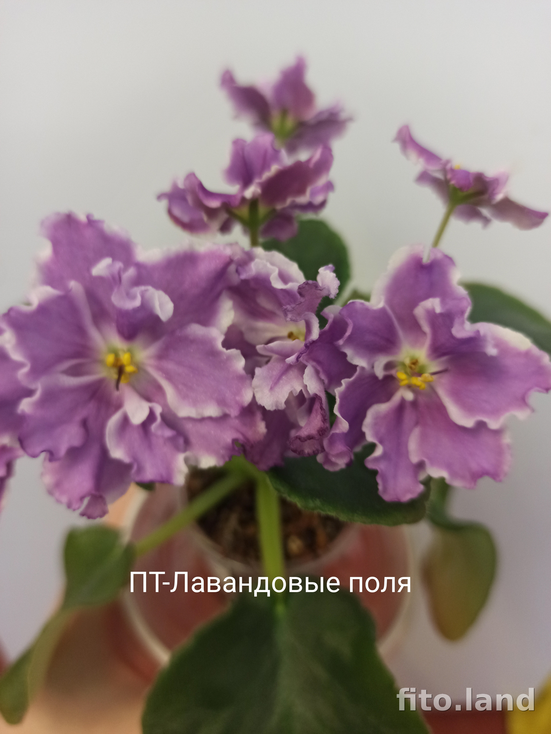 Фиалка ПТ-Лавандовые Поля, фото