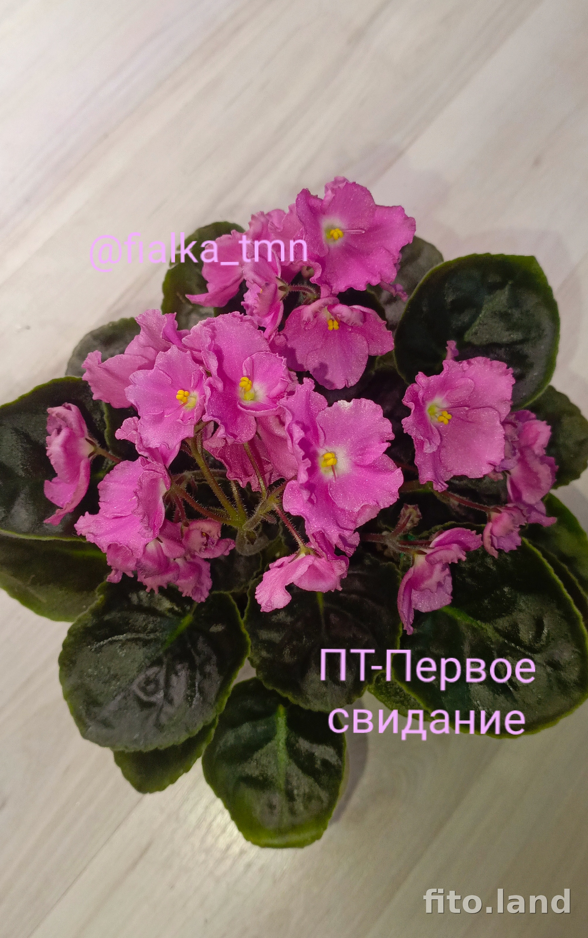 Фиалка ПТ-Первое Свидание, фото