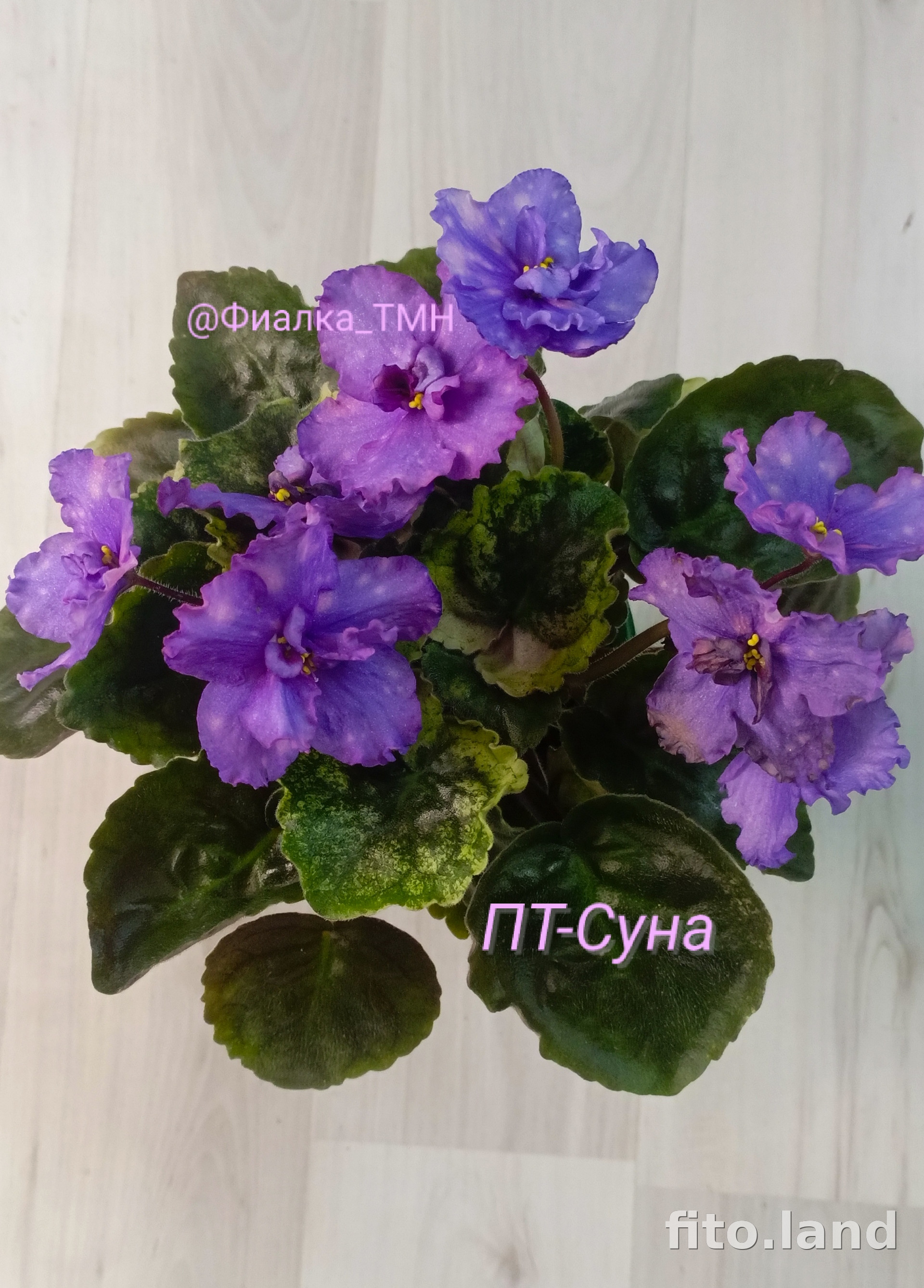 Фиалка ПТ-Суна, фото