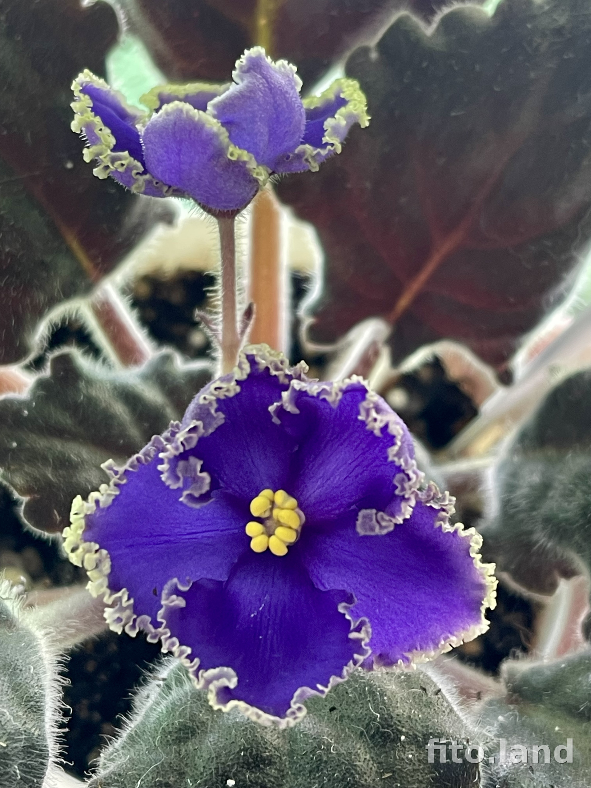 Фиалка ПТ-Вечер в Париже, фото