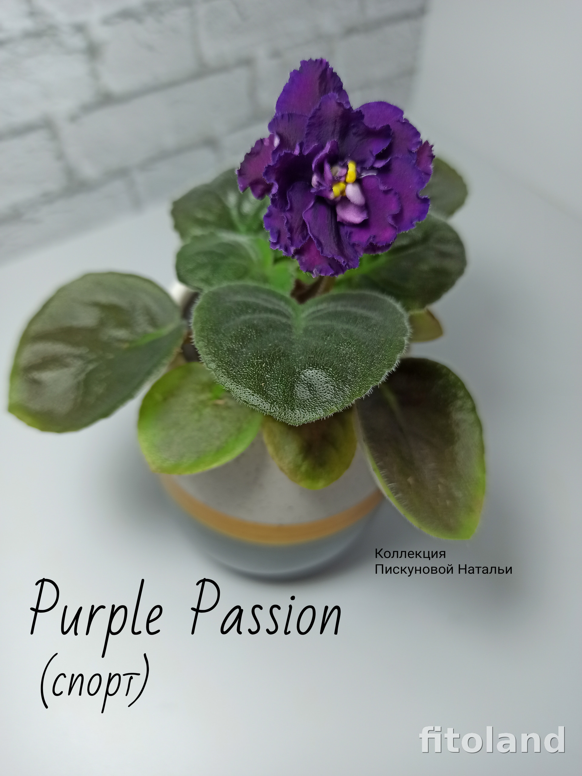Фиалка Purple Passion, фото