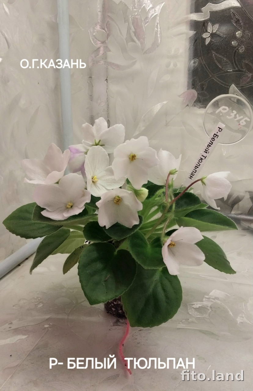 Violet Р-Белый Тюльпан, photo