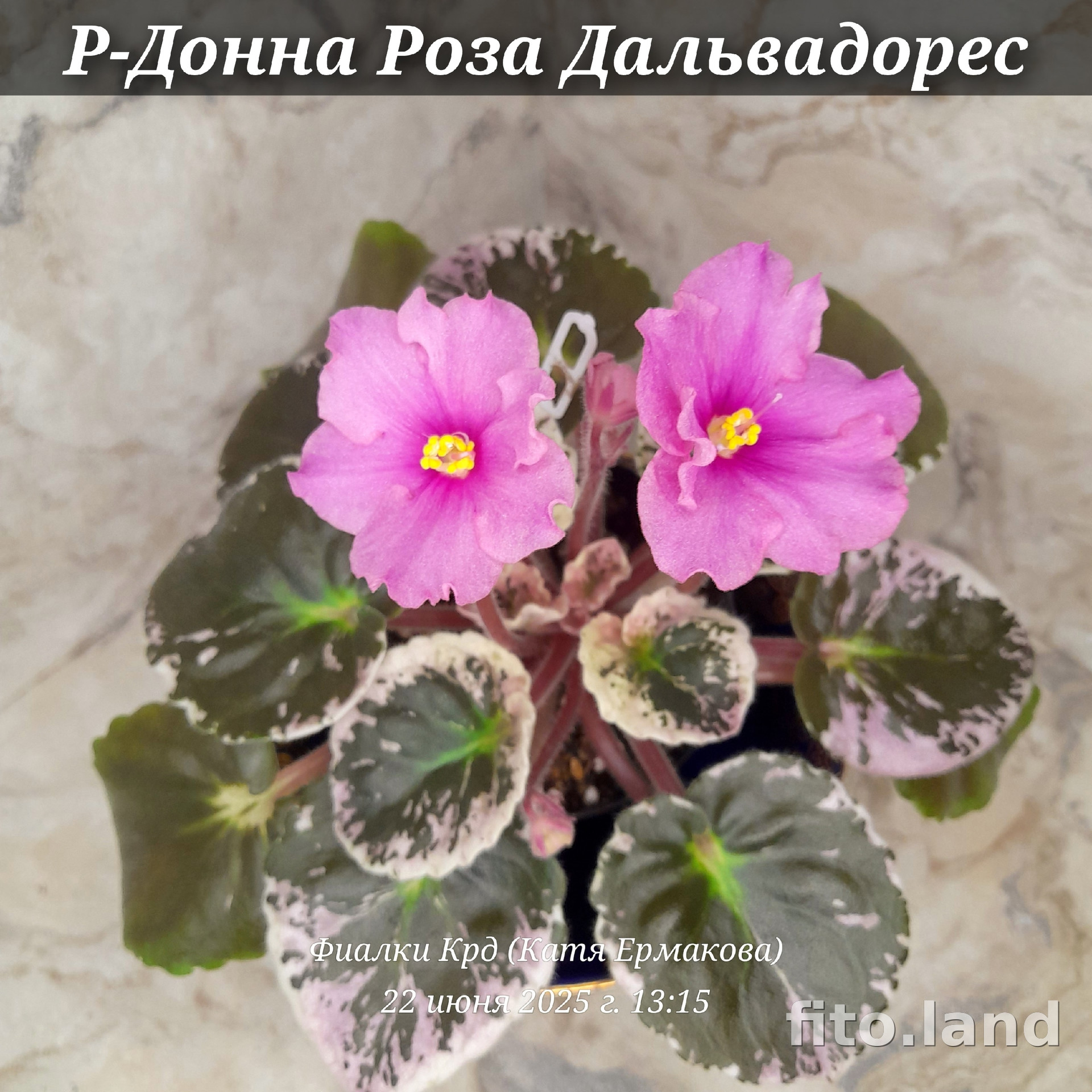 Фиалка Р-Донна Роза Дальвадорес, фото