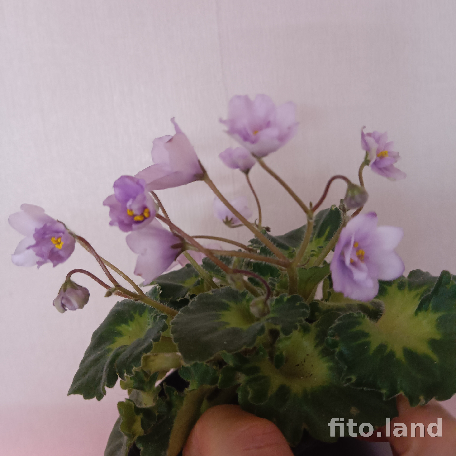 Фиалка Р-Ежевичная Поляна, фото