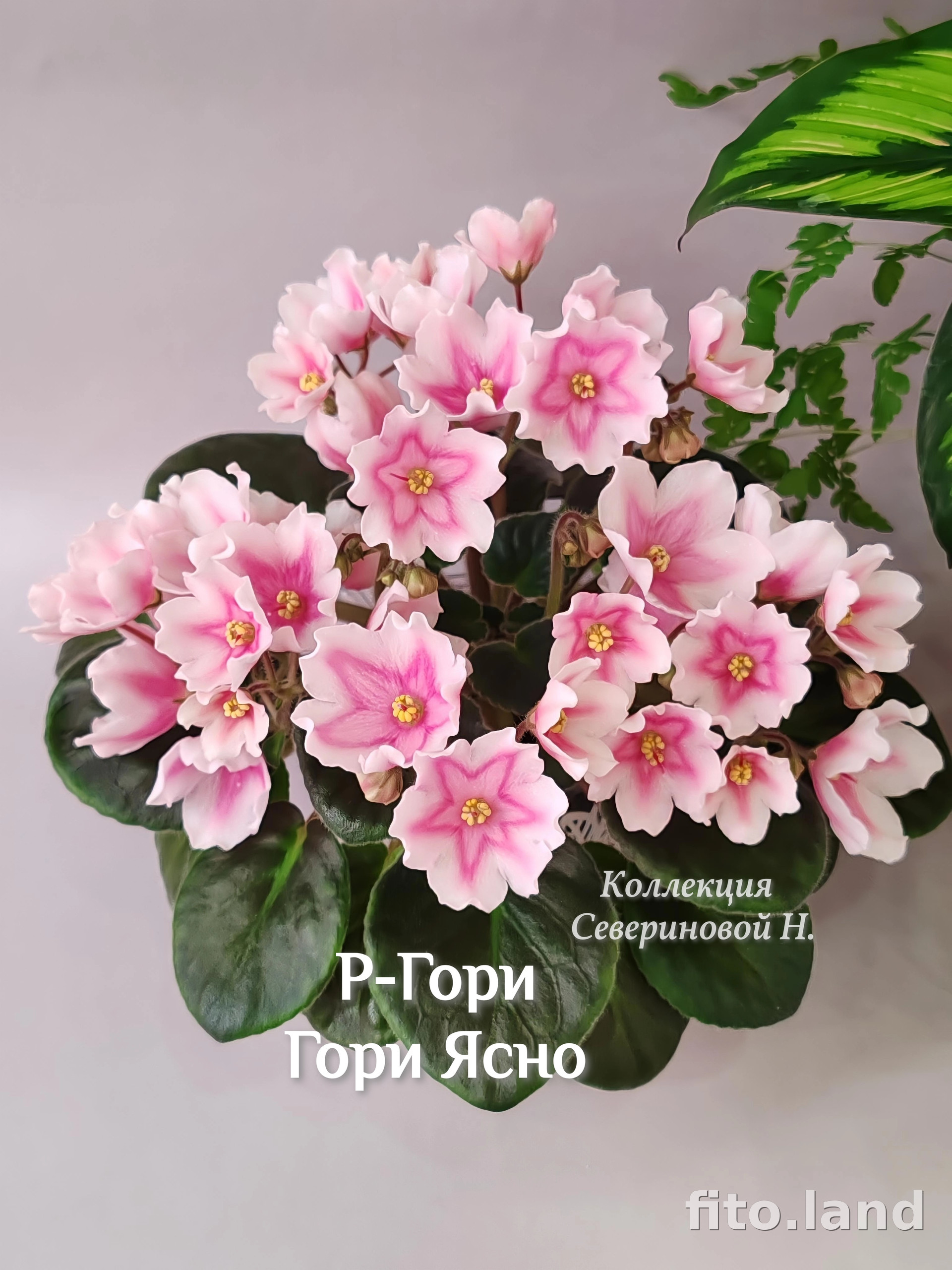 Фиалка Р-Гори, Гори Ясно, фото