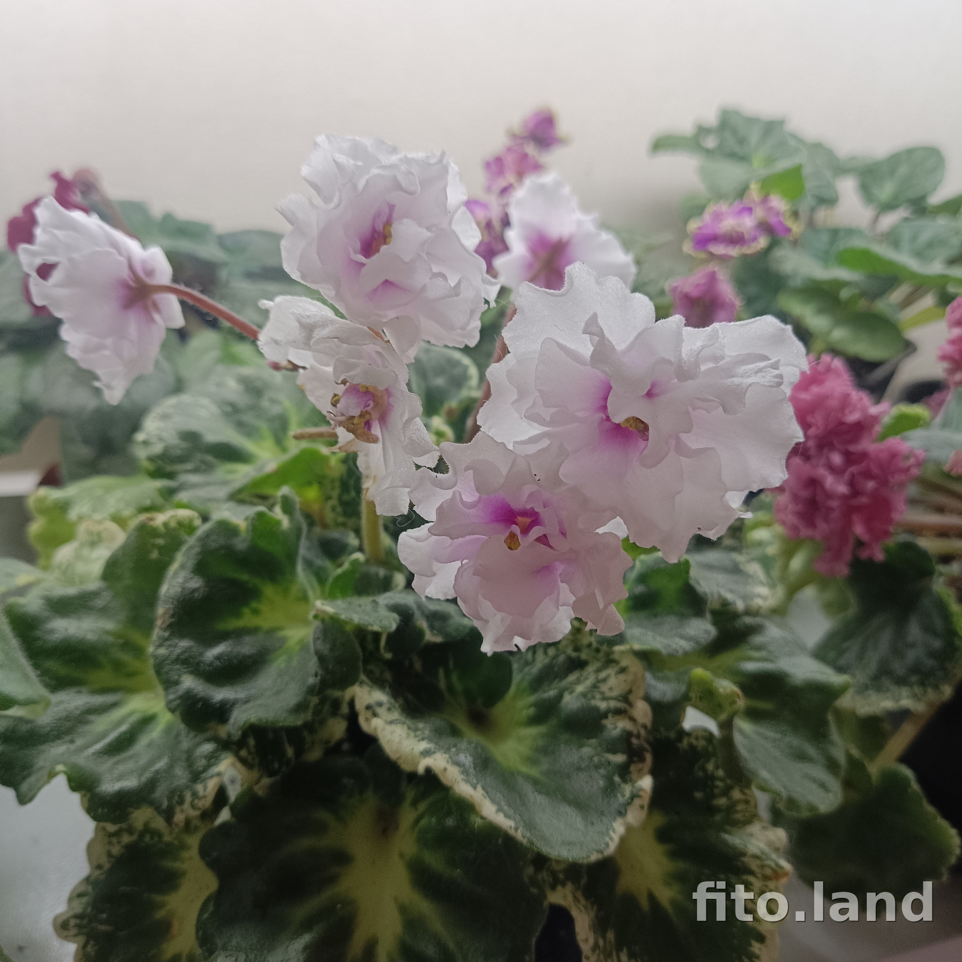 Фиалка Р-В Стране Чудес, фото