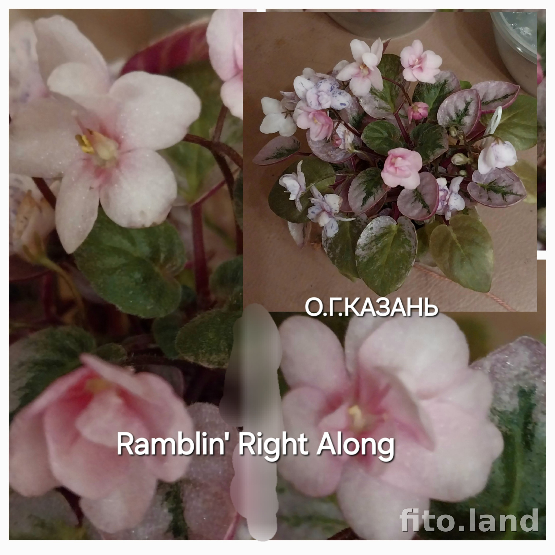 Фиалка Ramblin' Right Along, фото