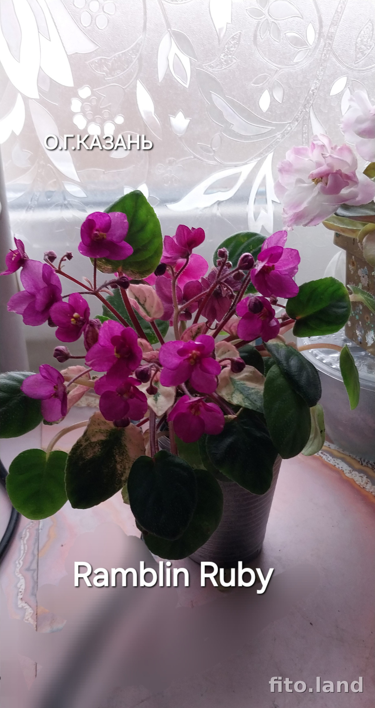 Фиалка Ramblin' Ruby, фото