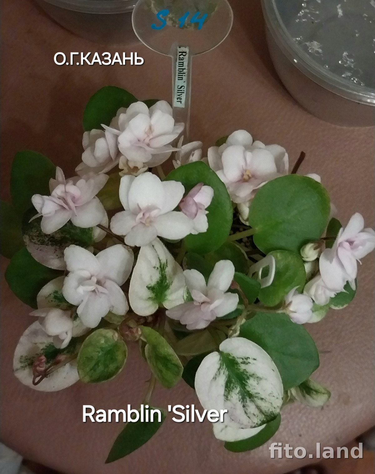 Фиалка Ramblin' Silver, фото