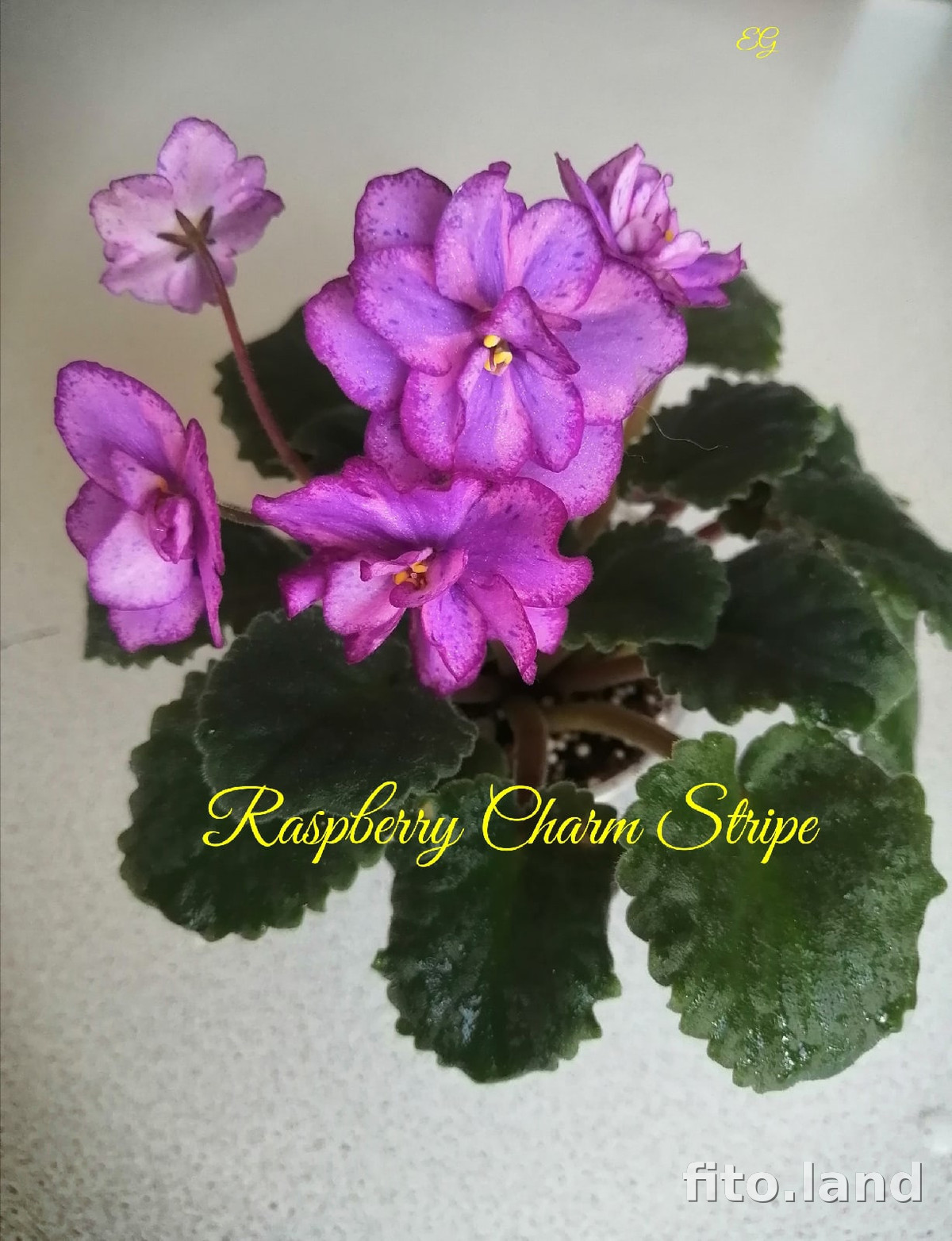 Фиалка Raspberry Charm Stripe, фото