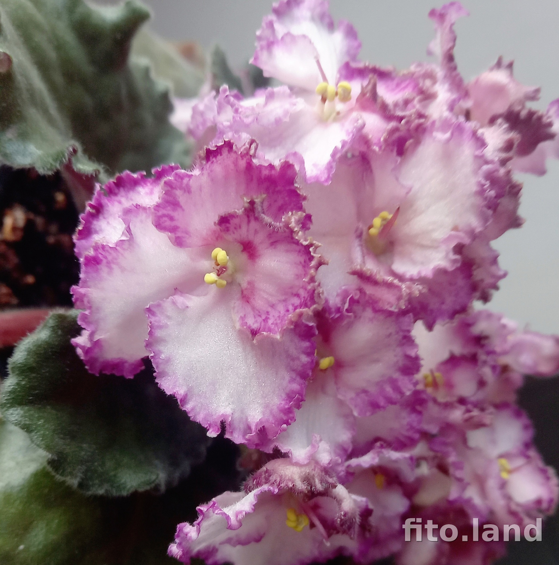 Фиалка Raspberry Crisp, фото