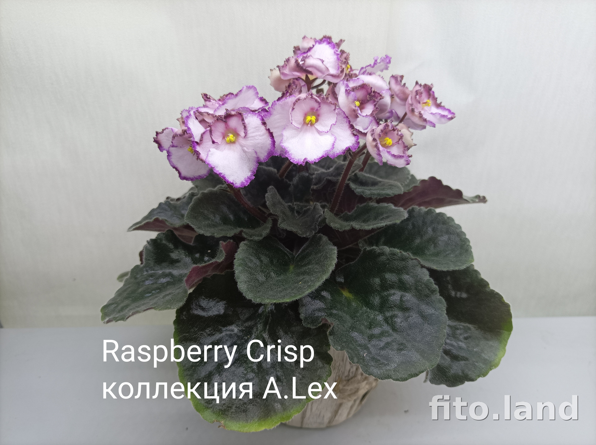 Фиалка Raspberry Crisp, фото