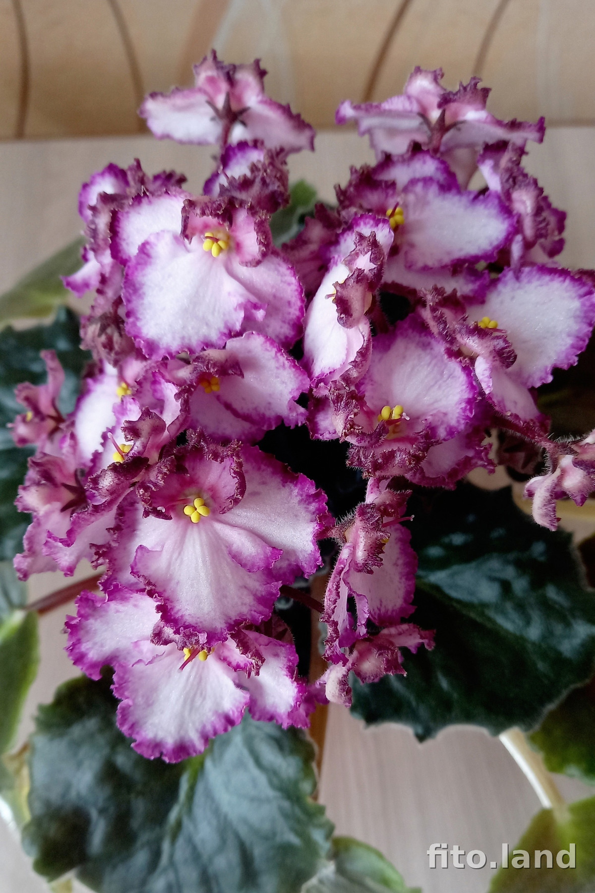 Фиалка Raspberry Crisp, фото